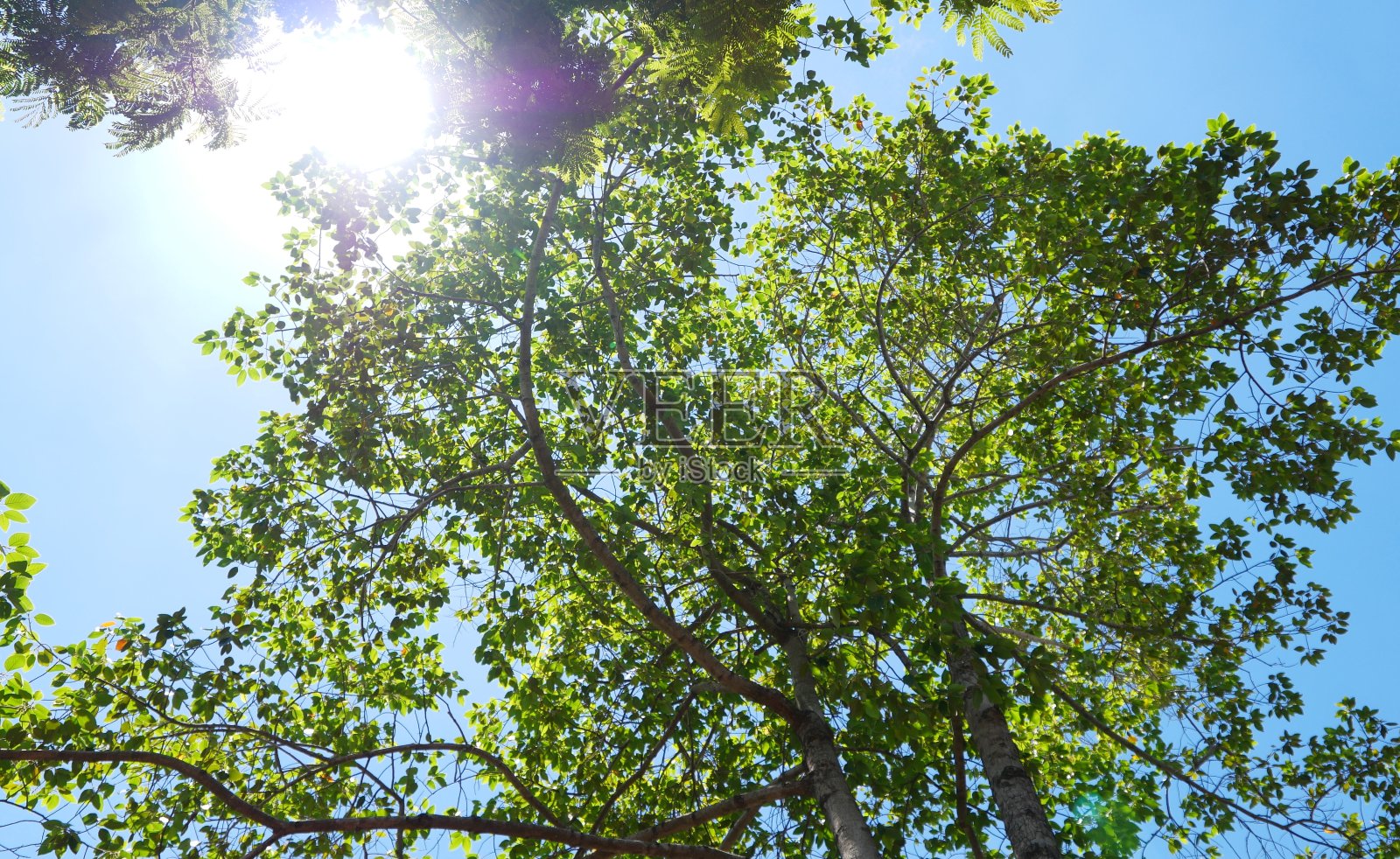 夏天低角度的绿树照片摄影图片