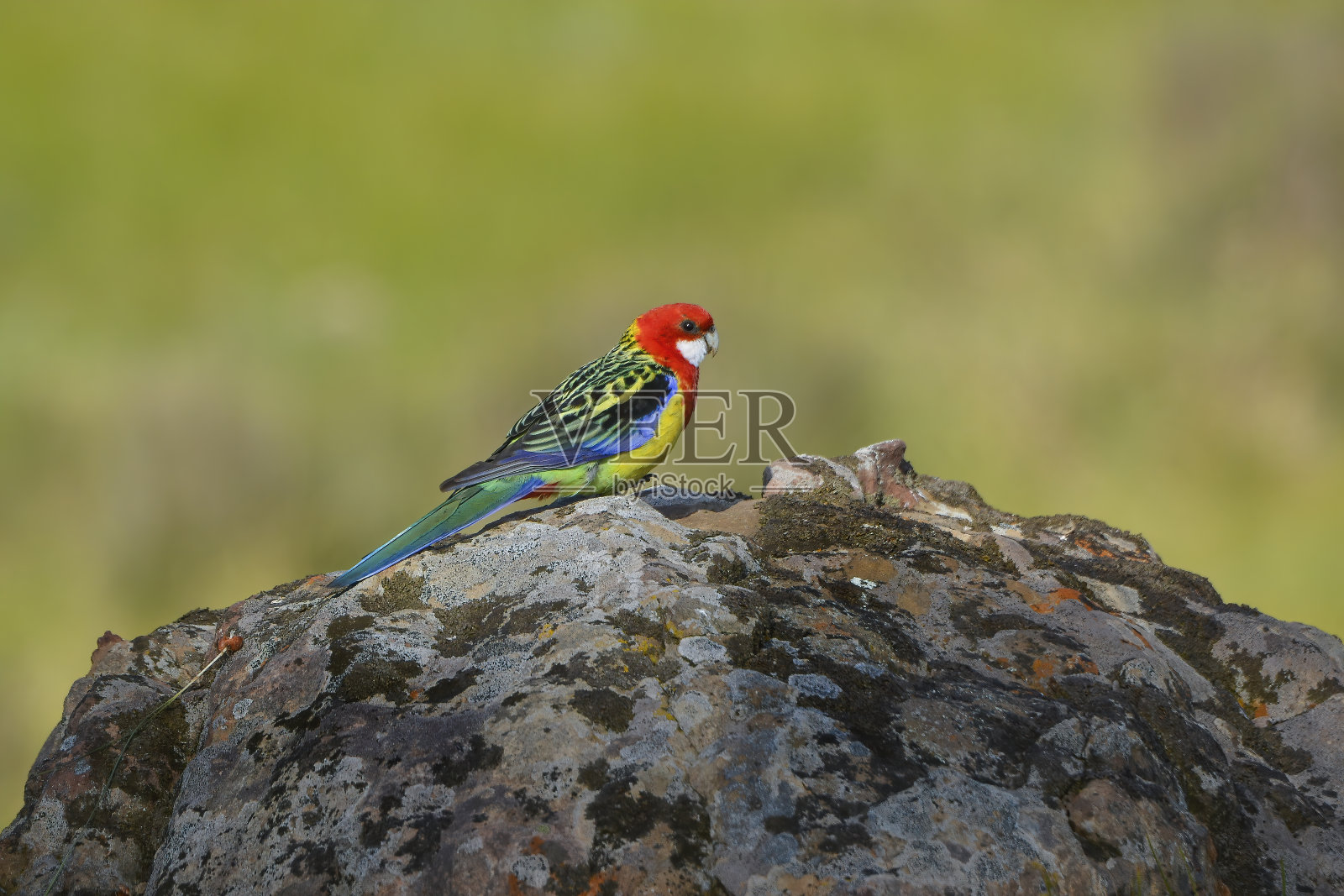 东蔷薇花在寻找草籽吃照片摄影图片