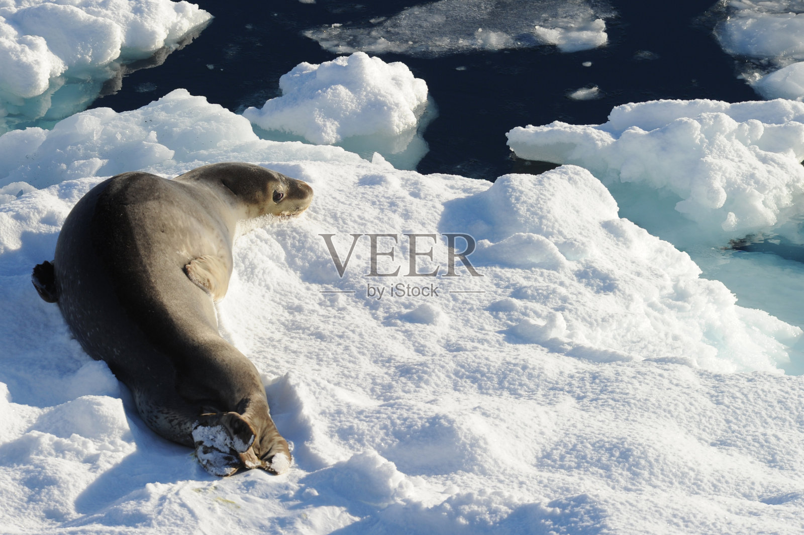 豹海豹(海蛇)照片摄影图片