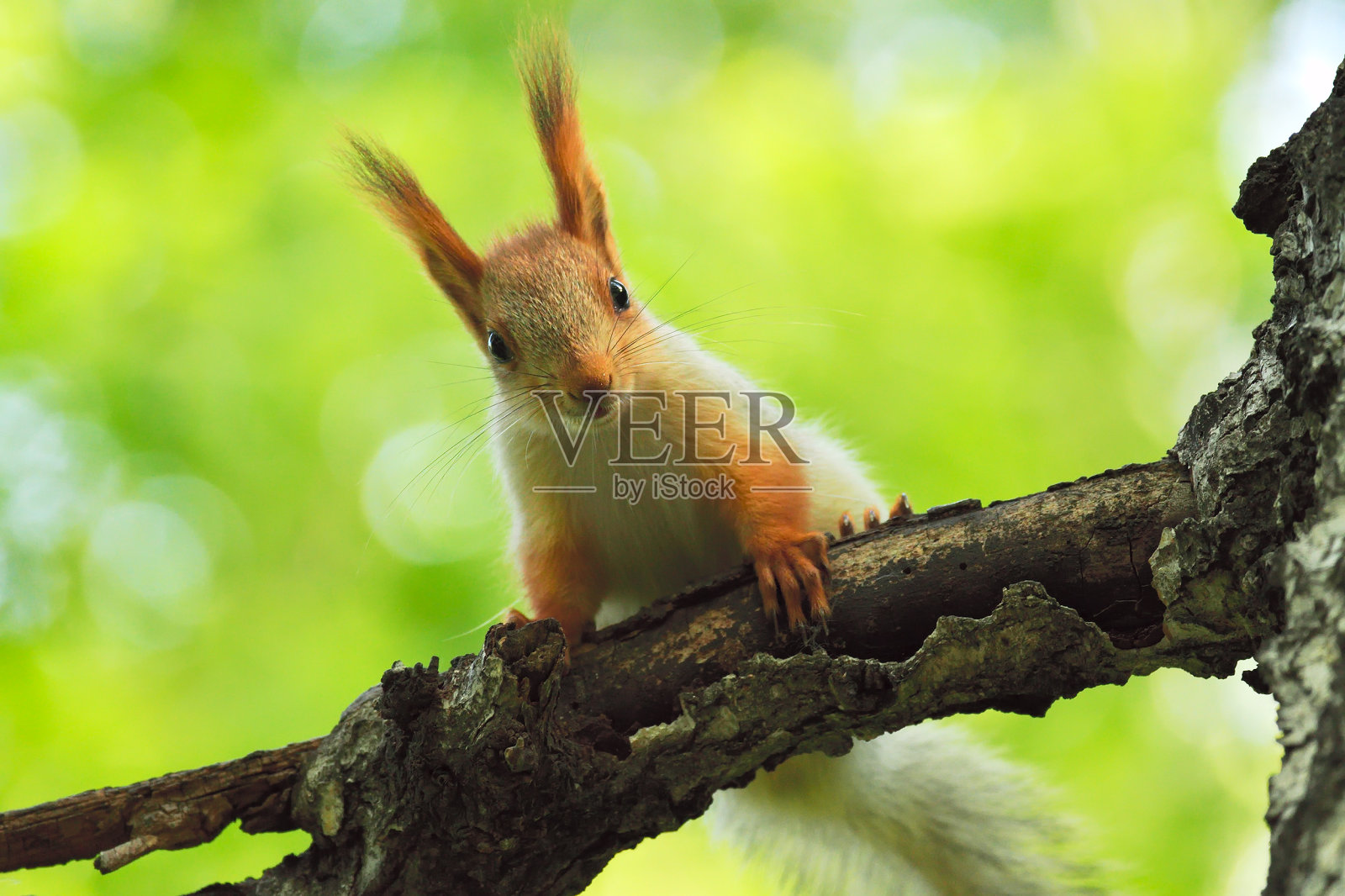 春天树上的松鼠照片摄影图片