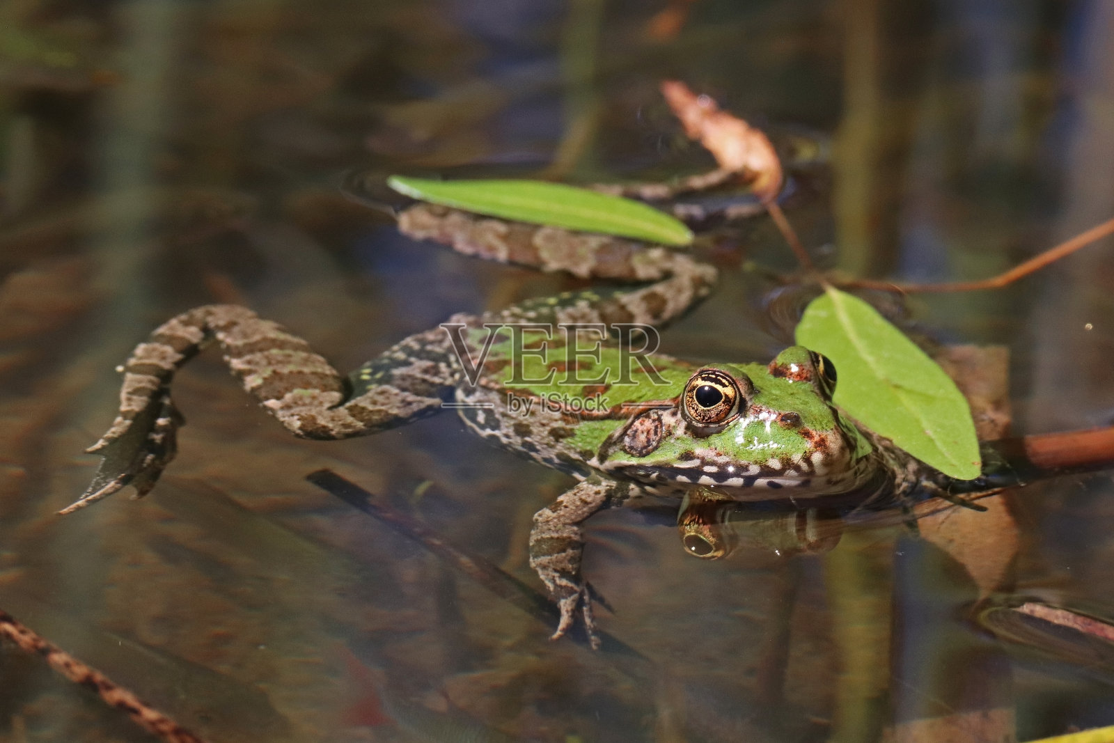 笑翠蛙照片摄影图片
