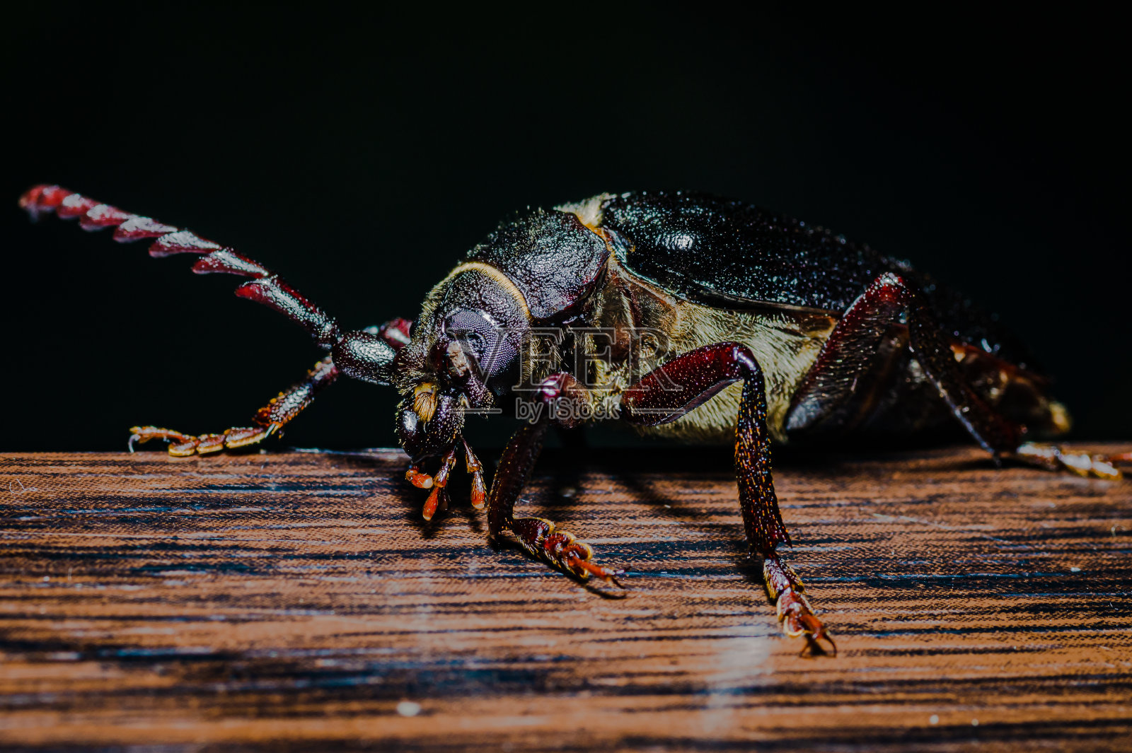 索耶甲虫照片摄影图片