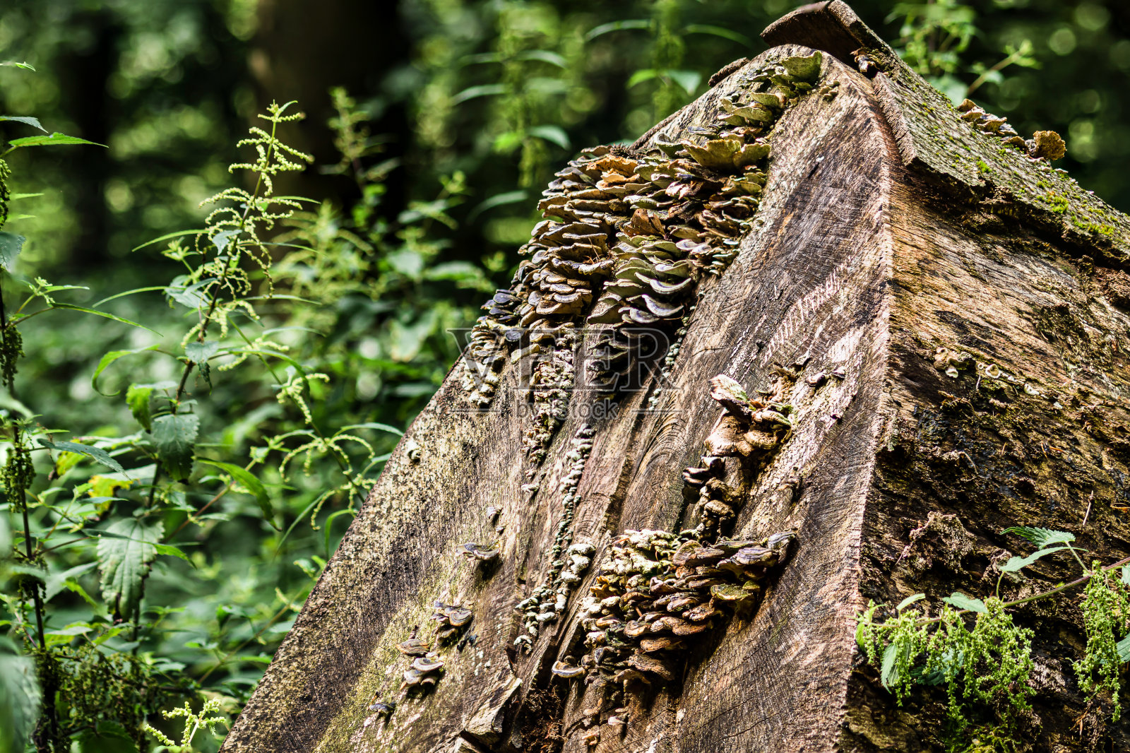 彩虹支架照片摄影图片
