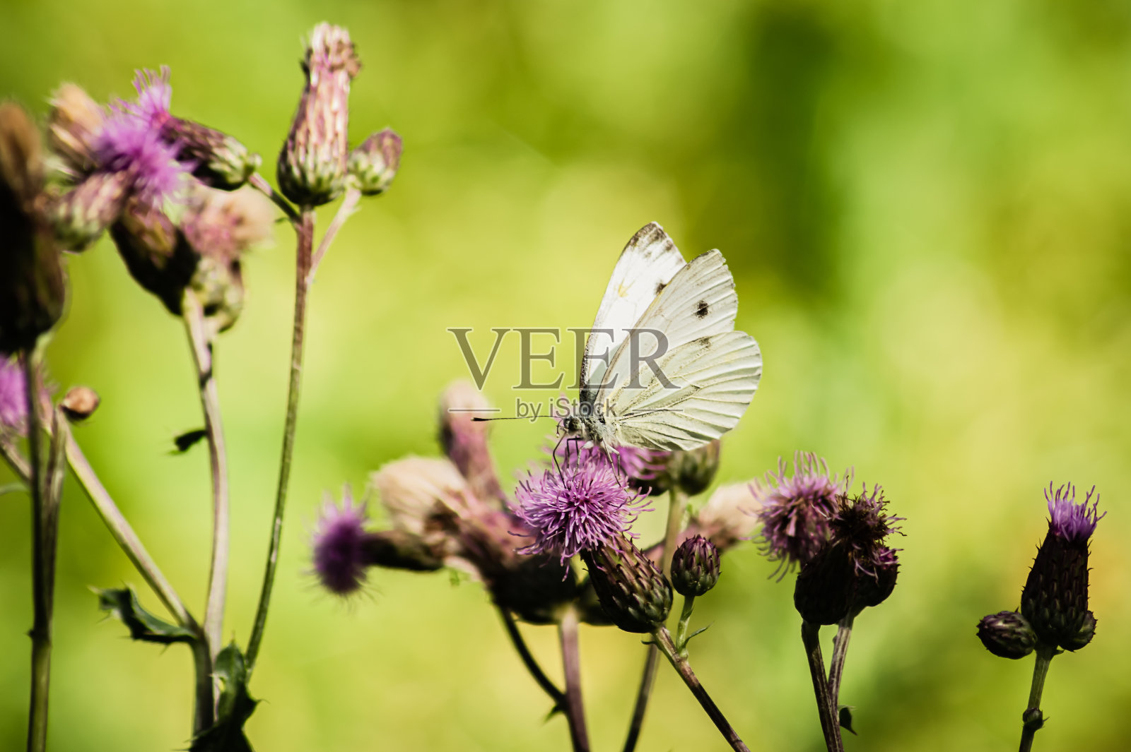 大白菜白蝴蝶照片摄影图片