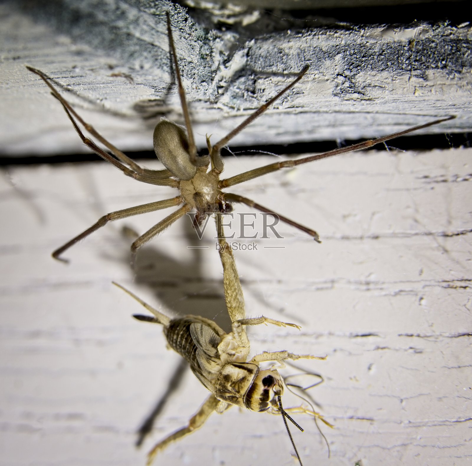 棕色隐士蜘蛛照片摄影图片