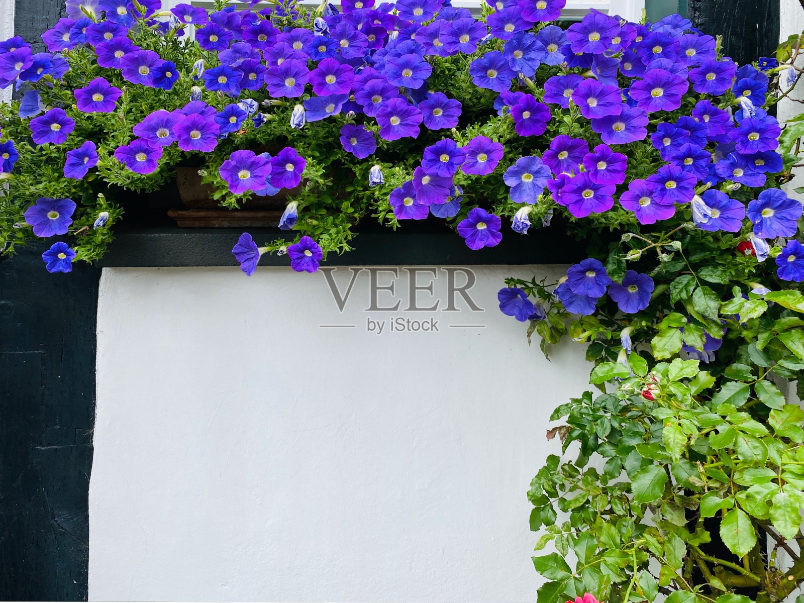 蓝色的花在房子的墙上照片摄影图片
