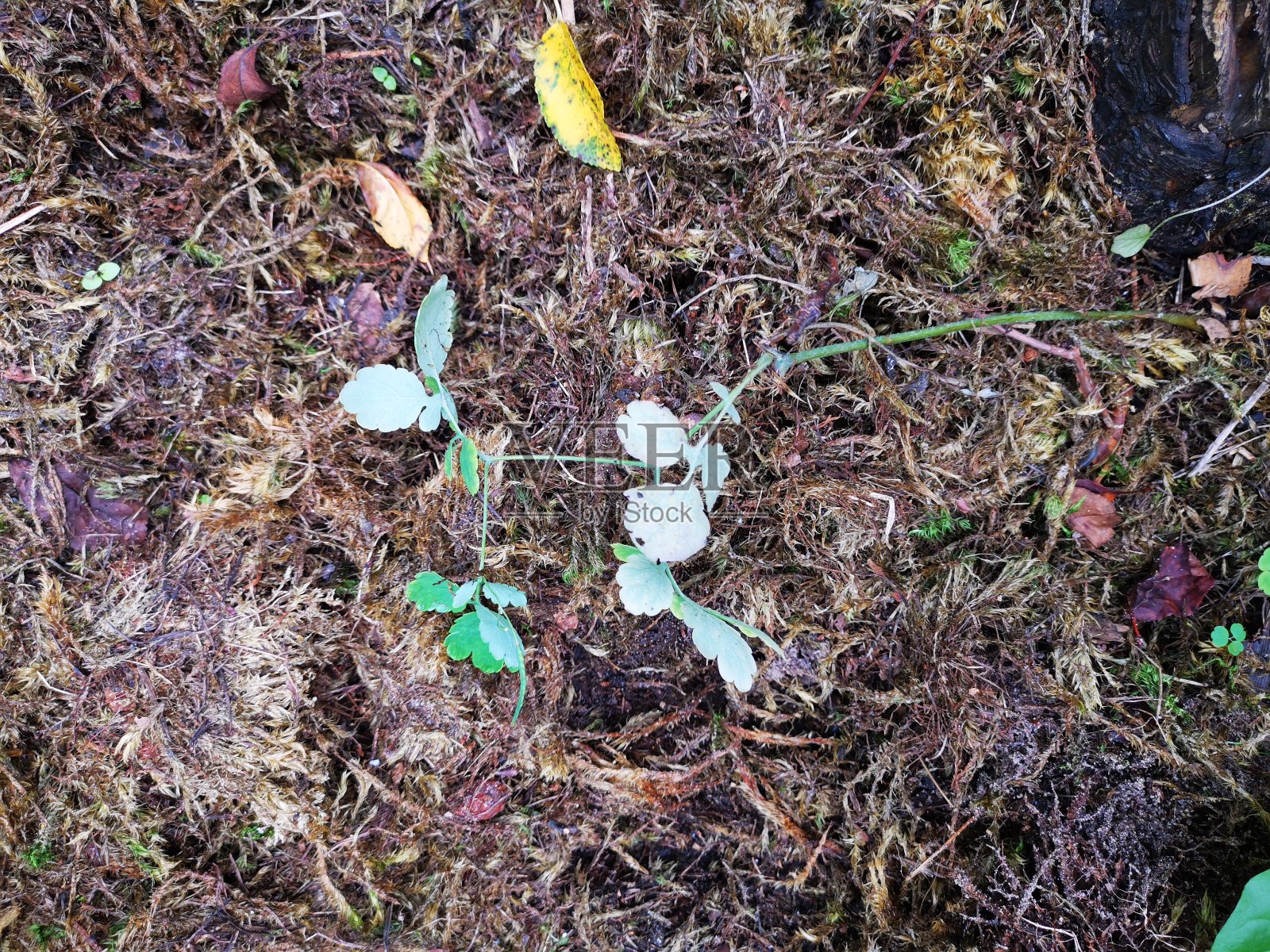 堆肥照片摄影图片