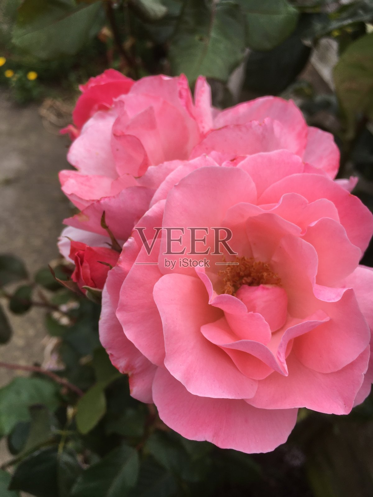 花园里长着漂亮的粉红玫瑰照片摄影图片