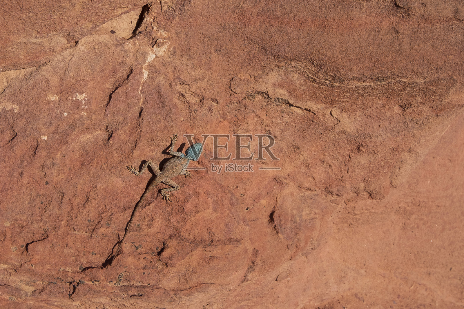 约旦沙漠中的蓝色蜥蜴：西奈鬣蜥照片摄影图片