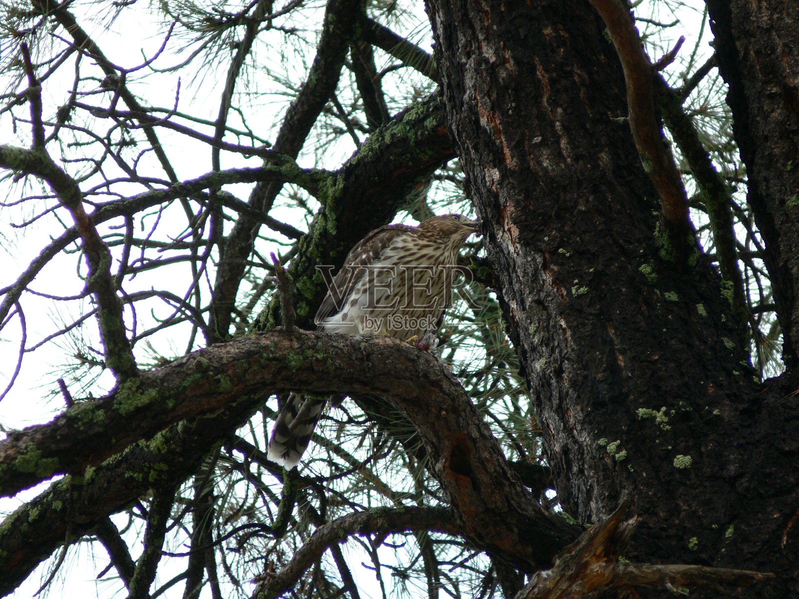 库珀的鹰发射照片摄影图片