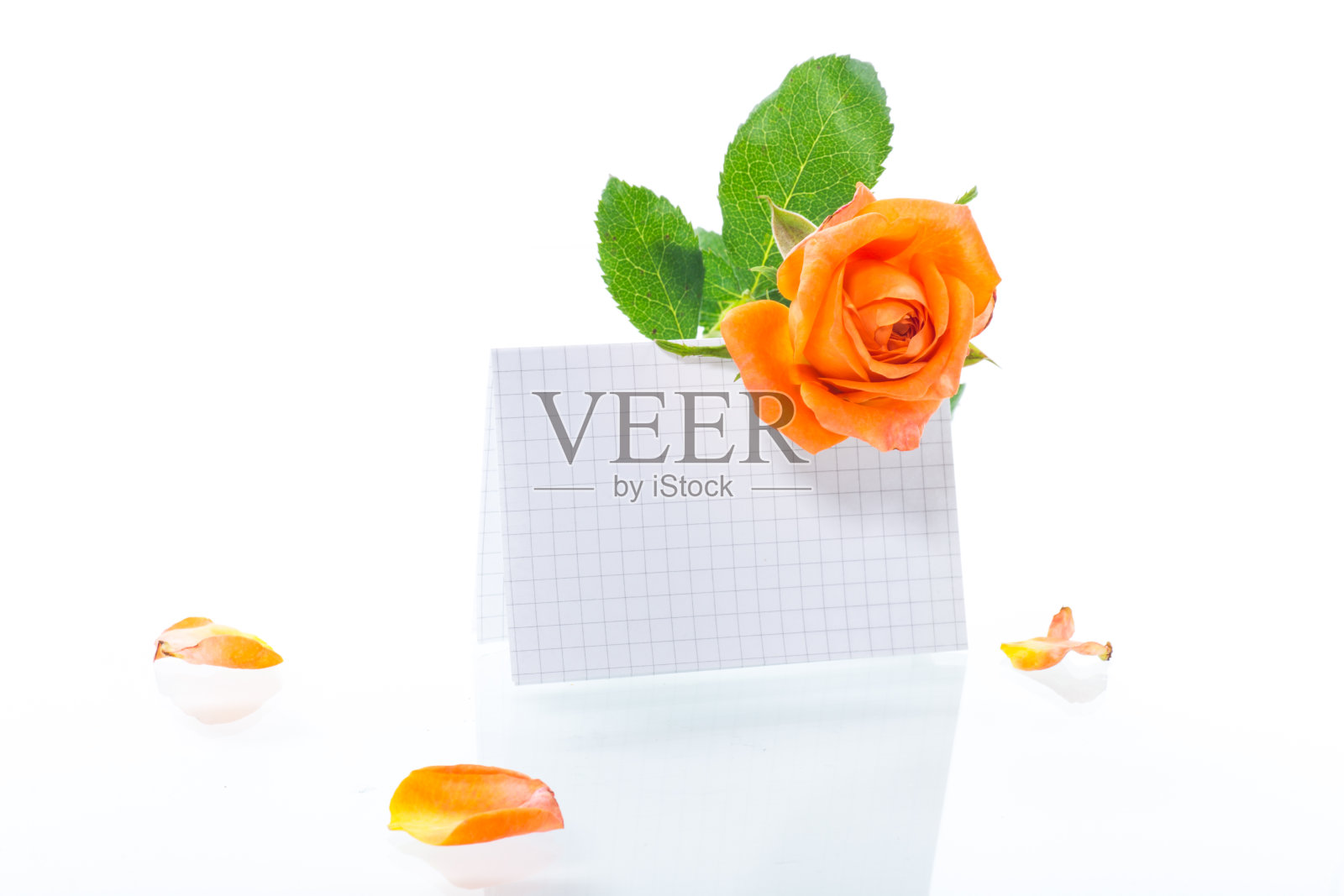 橙色美丽的夏季玫瑰与空白信头的文本照片摄影图片