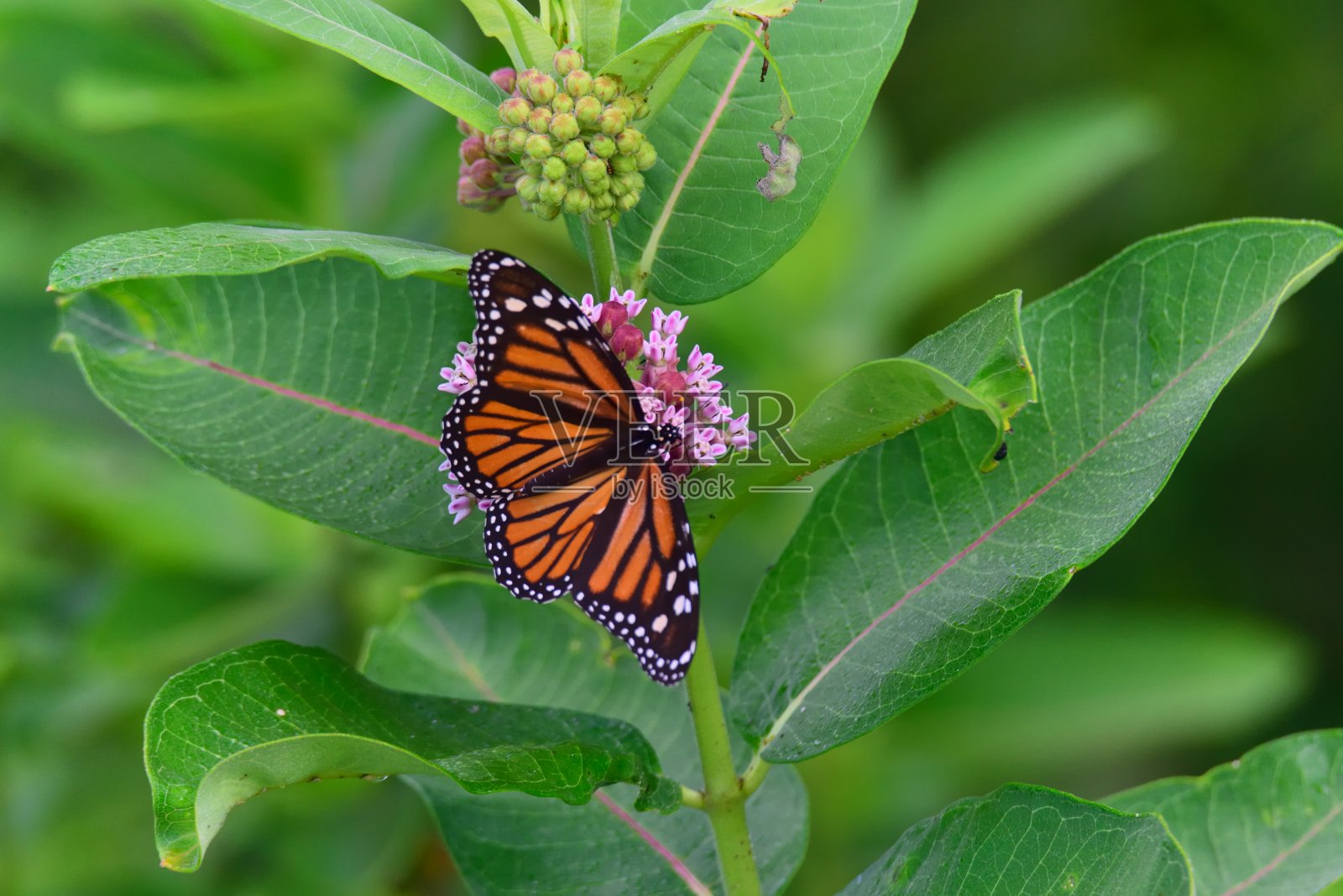 君主在马利筋照片摄影图片