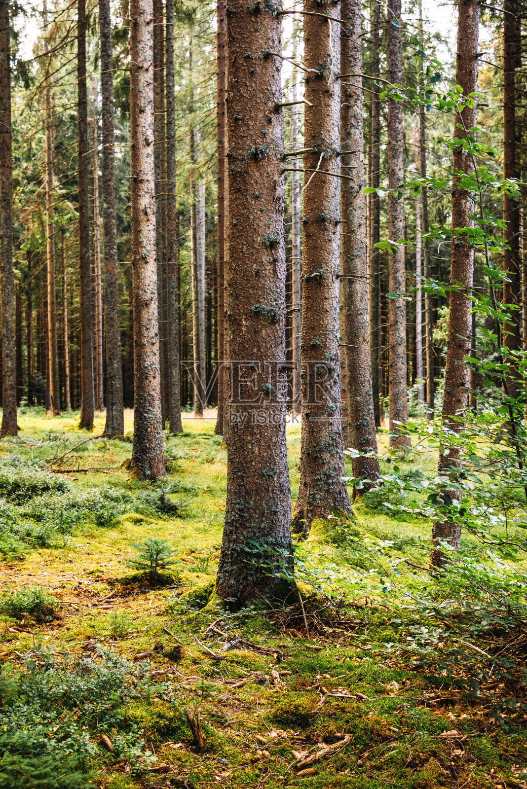 松树森林照片摄影图片