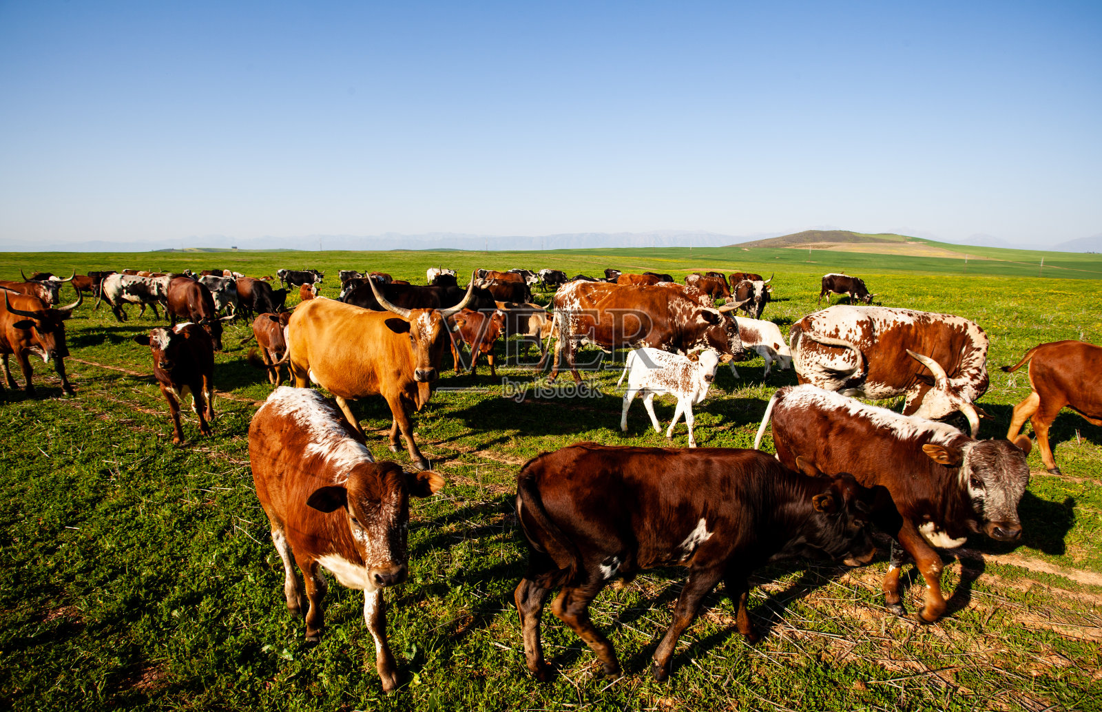 蓝天下的绿色草地上，五颜六色的自由放养的牛照片摄影图片