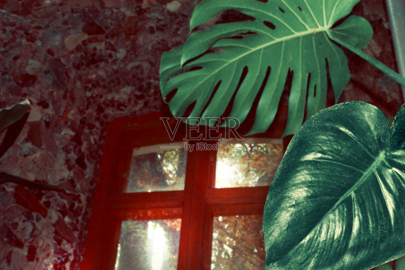 异国情调的蓬莱蕉花。照片摄影图片