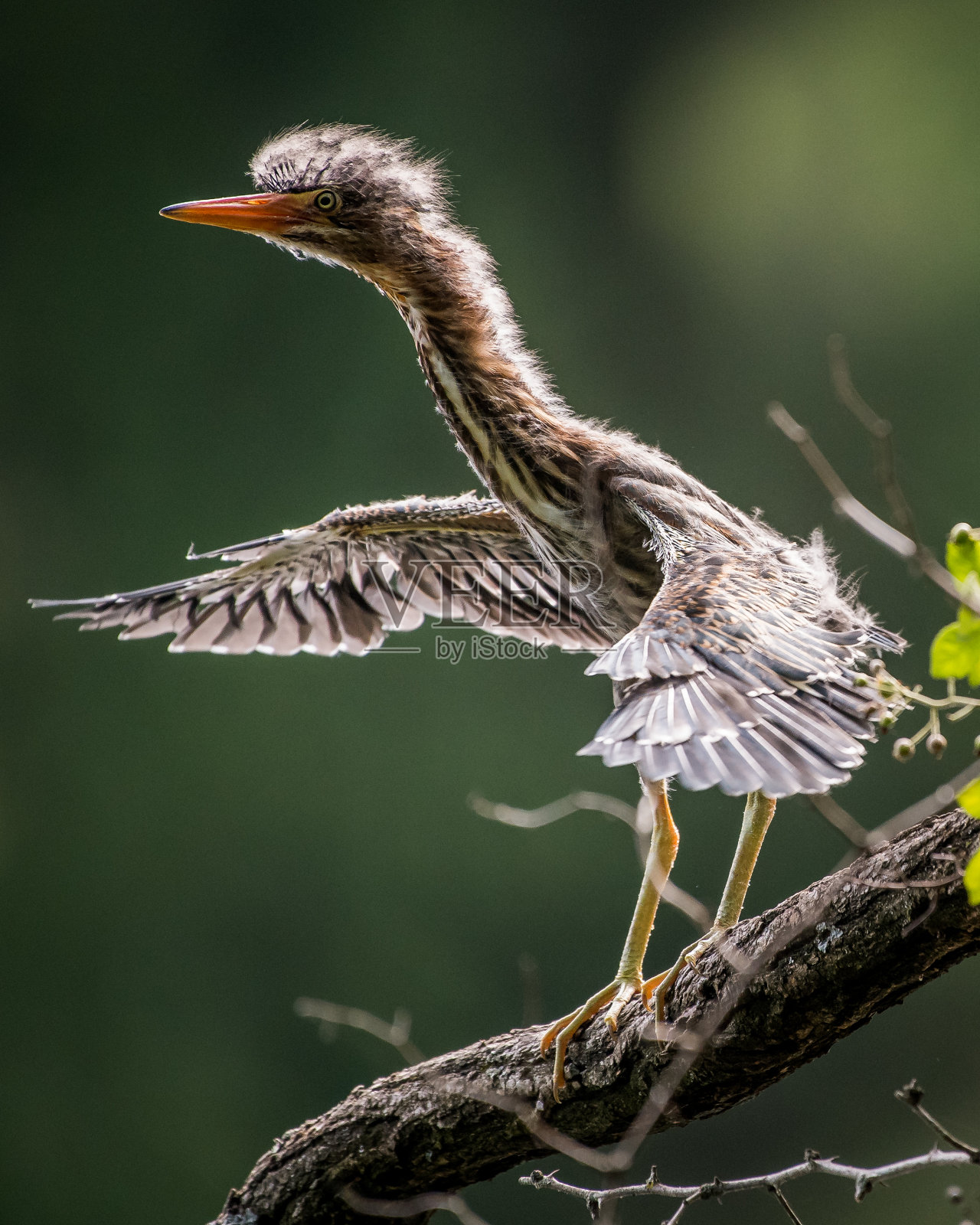 苍鹭妈妈正在喂养苍鹭宝宝照片摄影图片