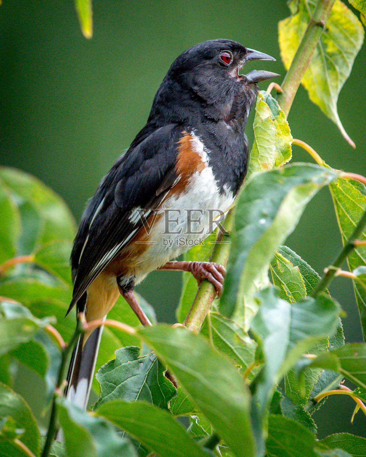 在亨特利草地的陶荷鸟照片摄影图片