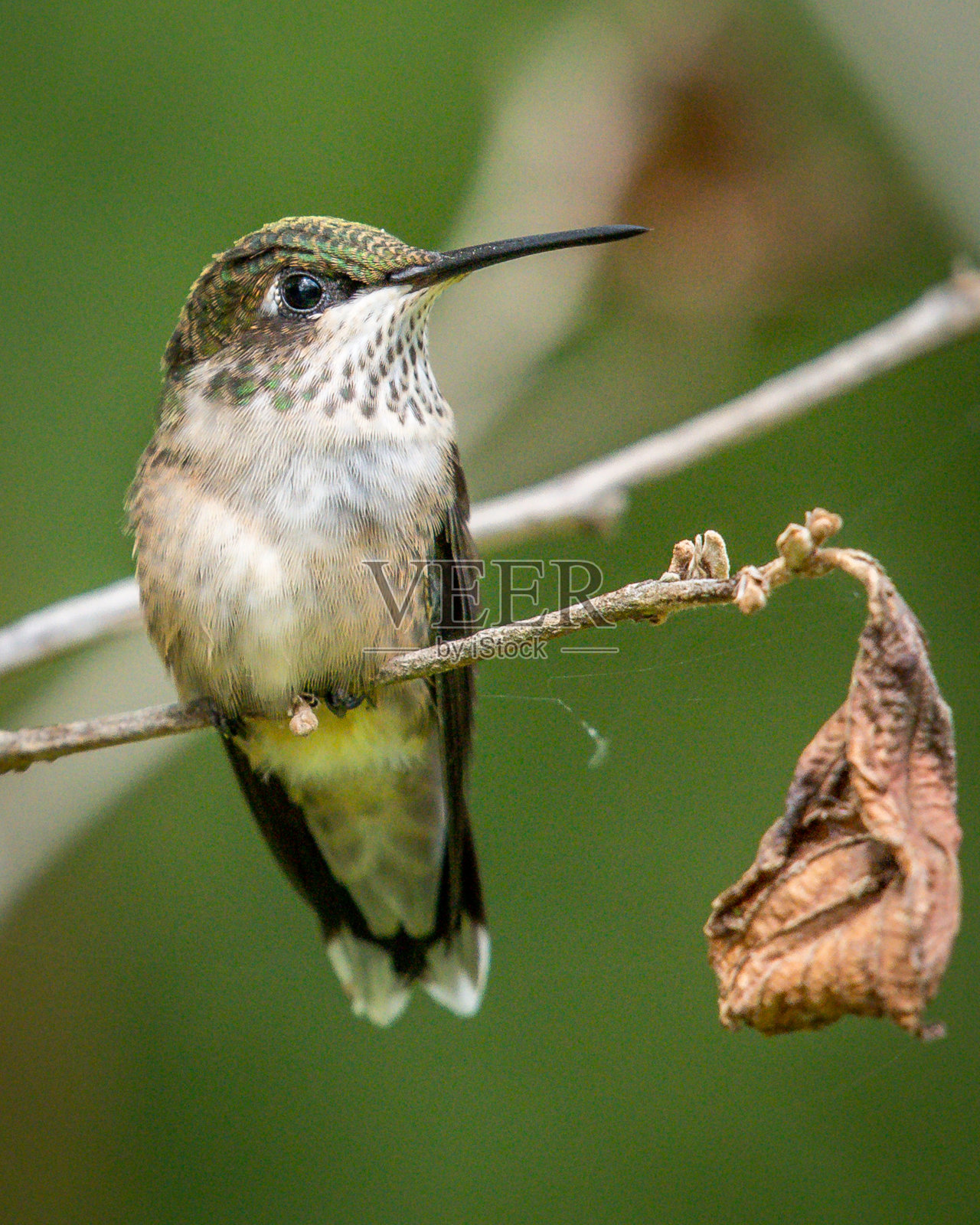 Ruby的过渡蜂鸟照片摄影图片