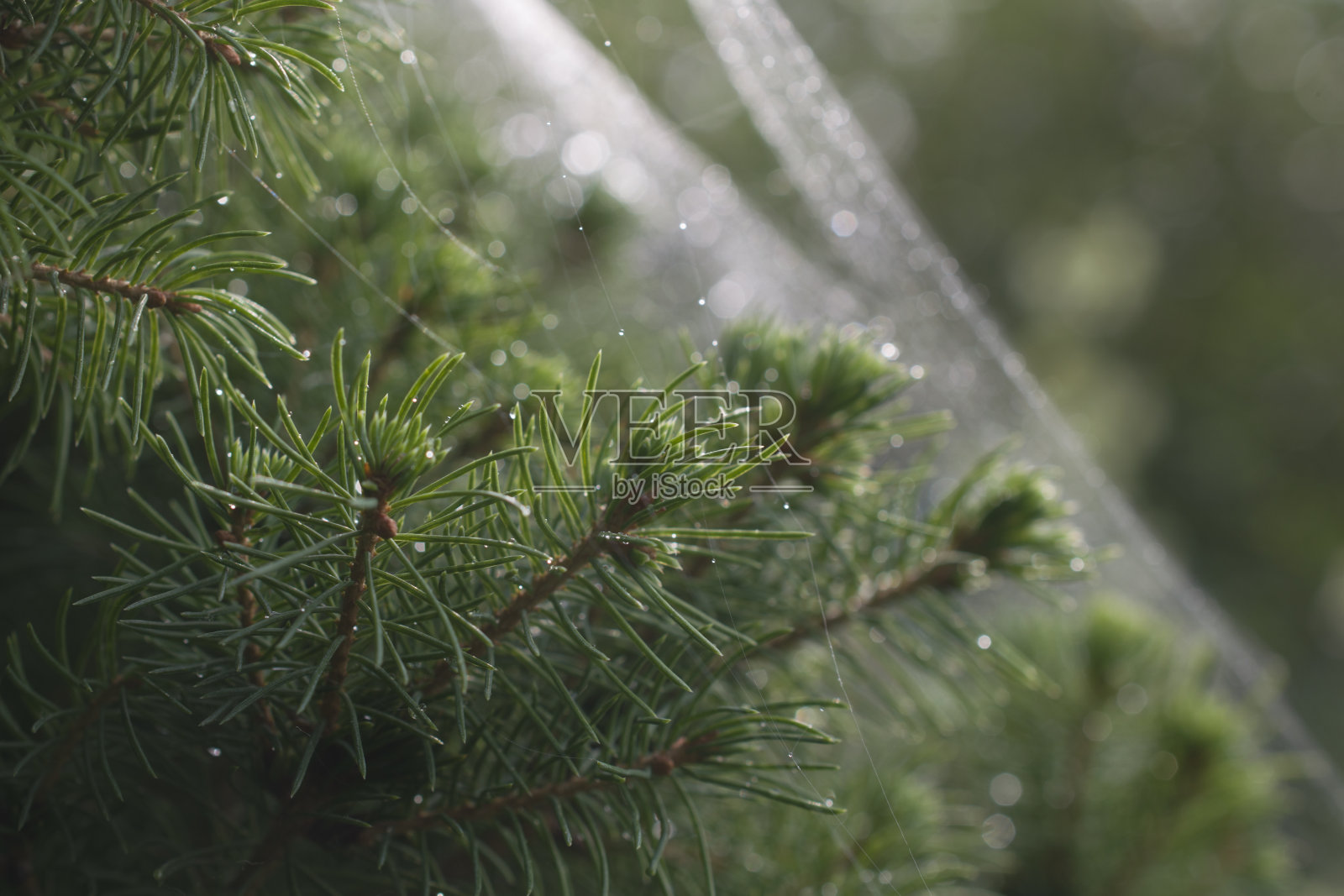 带着雨滴和蜘蛛网的常青树圣诞树。照片摄影图片