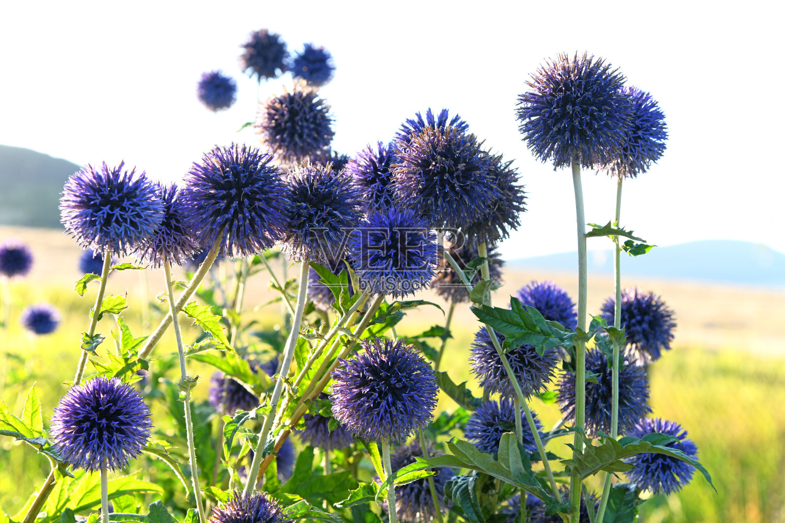 在花园里的回音照片摄影图片