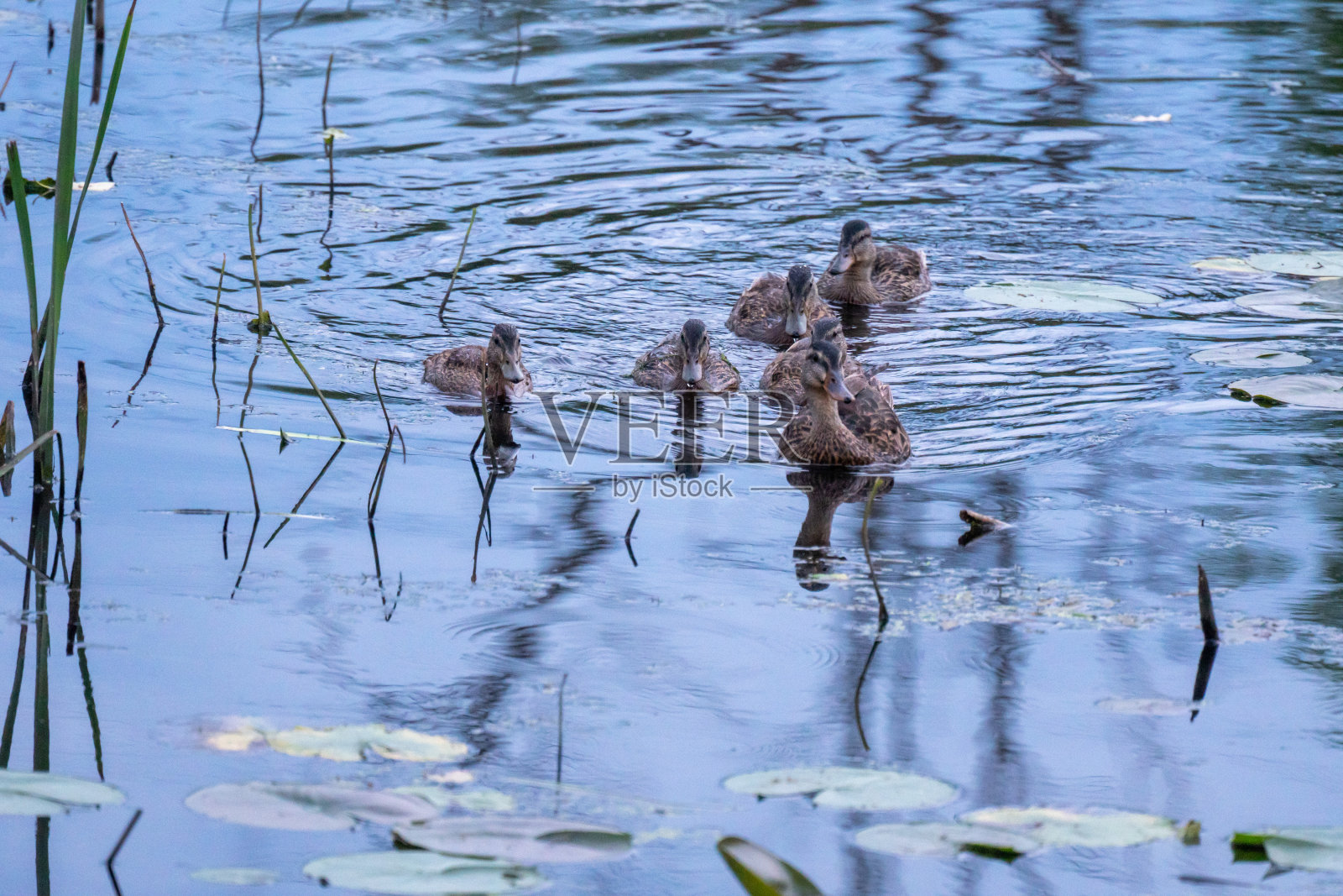 一群鸭坐在有睡莲的池塘里照片摄影图片