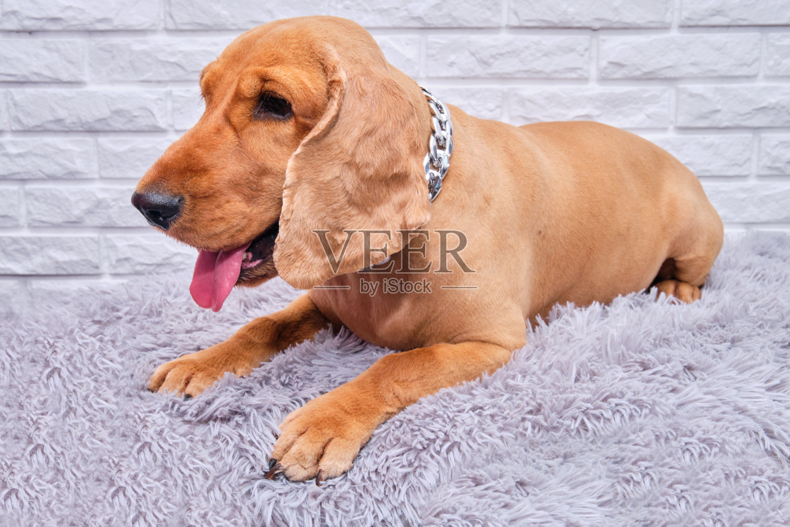 一只可卡犬躺在灰色的地毯上。她脖子上有一条漂亮的链子。这只狗的发型是根据美容沙龙的品种标准而定的照片摄影图片