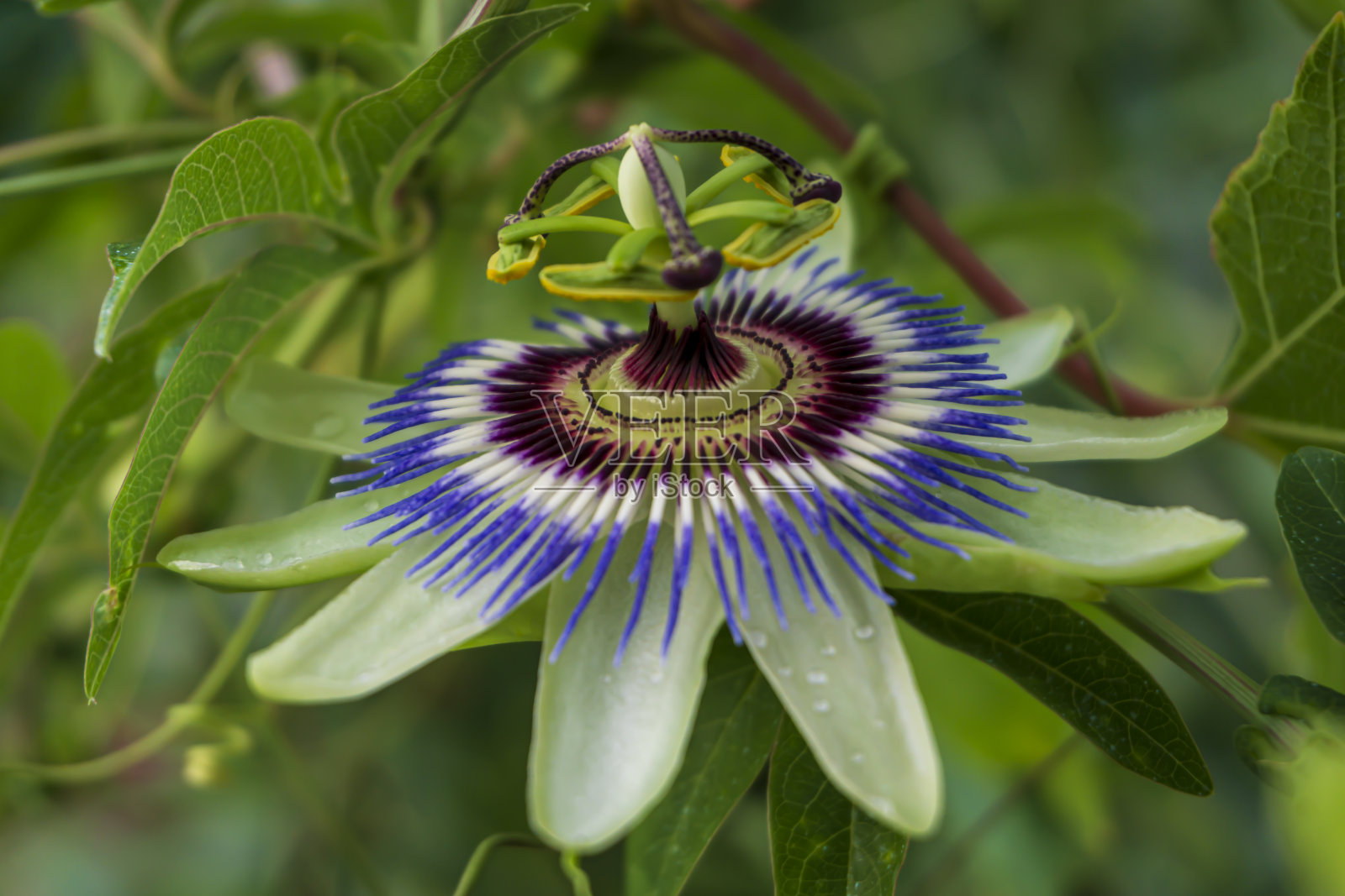 关闭西番莲。热带花园中的西番莲(西番莲)叶。美丽的西番莲果花或西番莲(西番莲科)。西番莲属550种。蓝色的百香果照片摄影图片