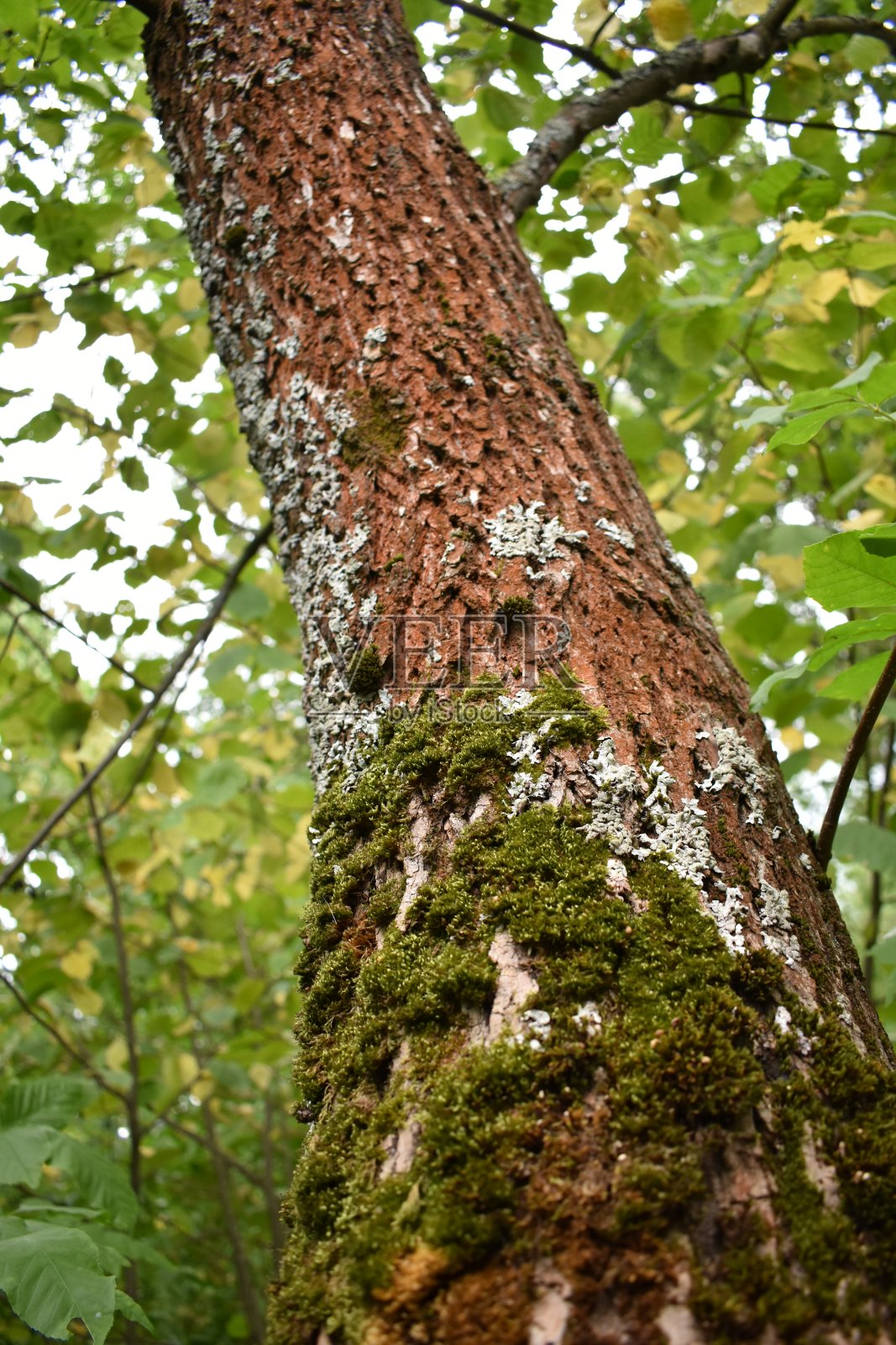 高橡树的红色树皮照片摄影图片