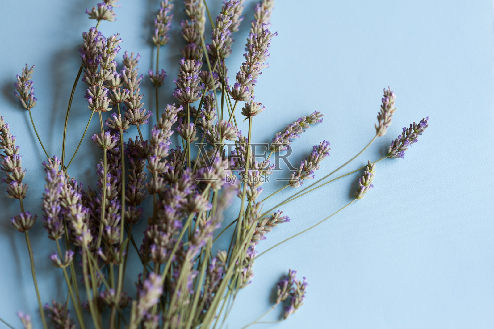 淡蓝色背景上的一束薰衣草花照片摄影图片
