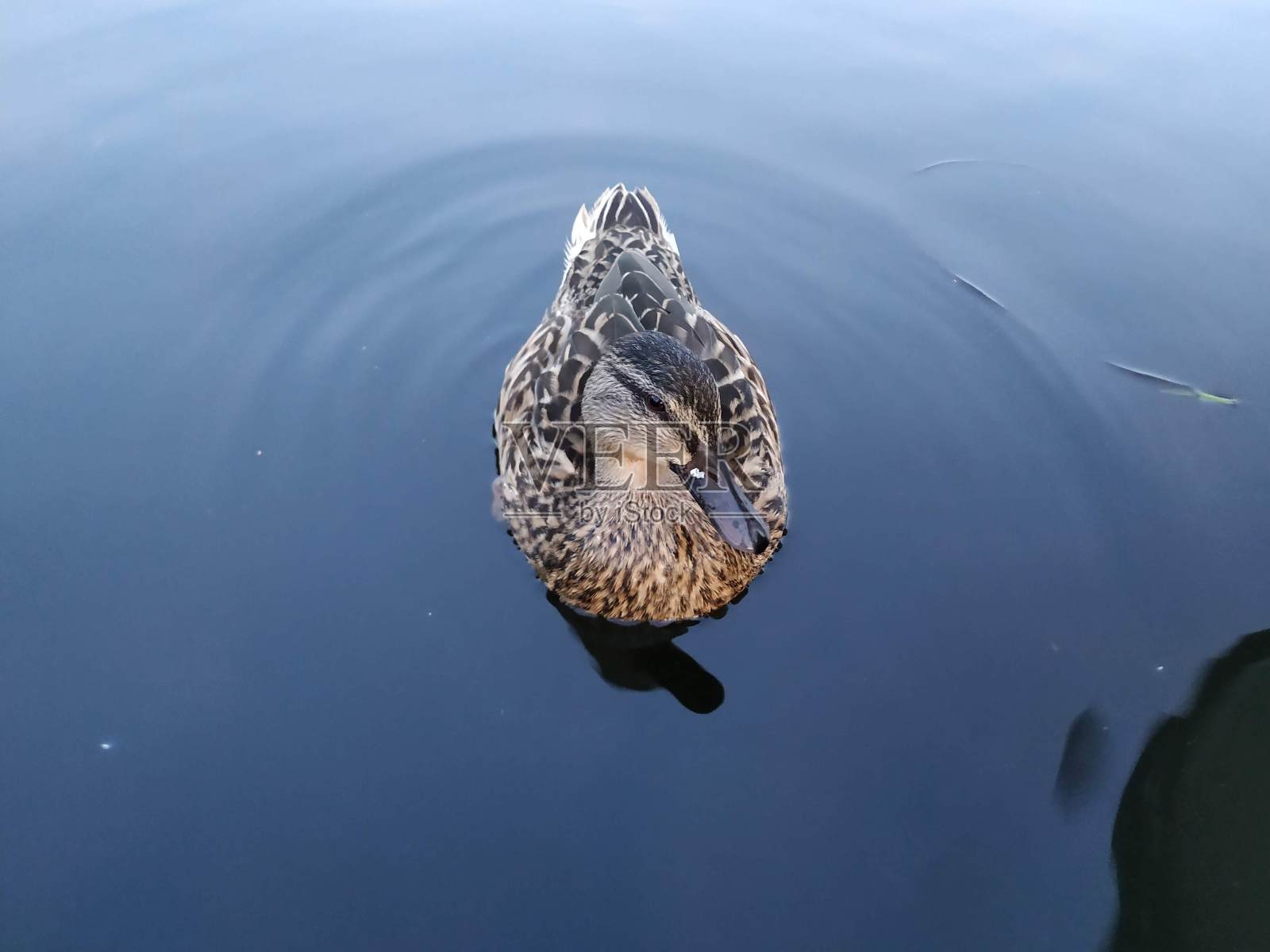 鸭照片摄影图片