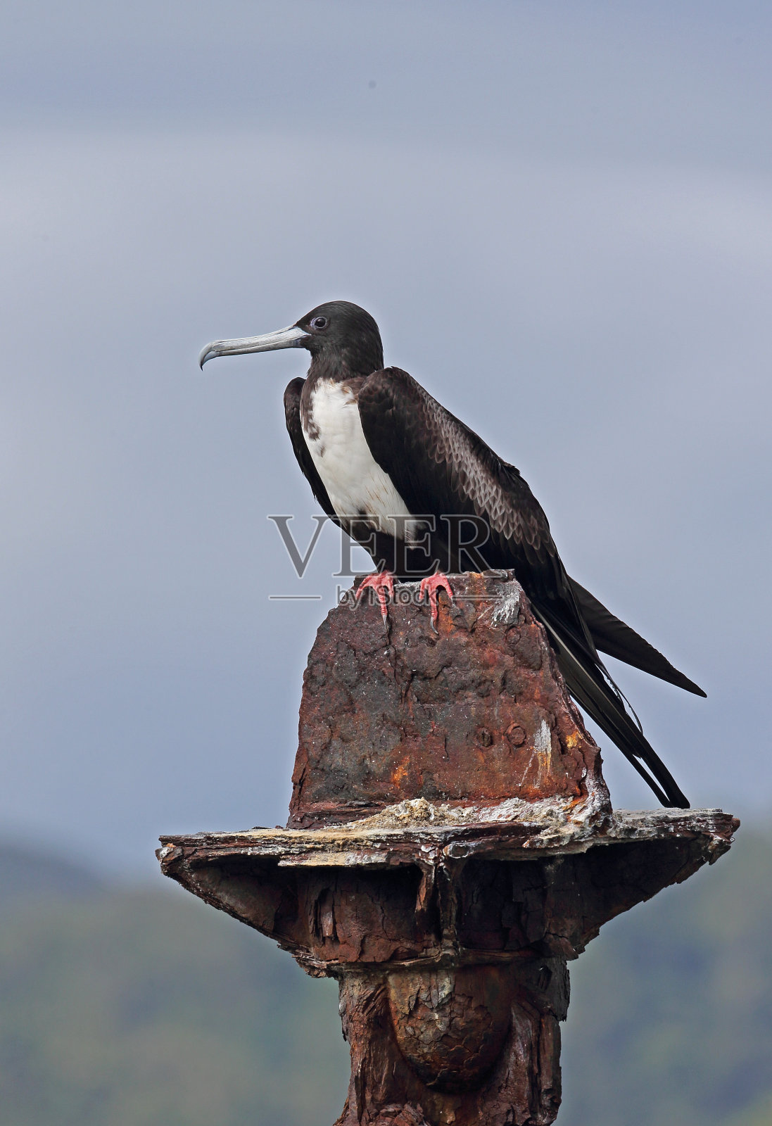 华丽的军舰照片摄影图片
