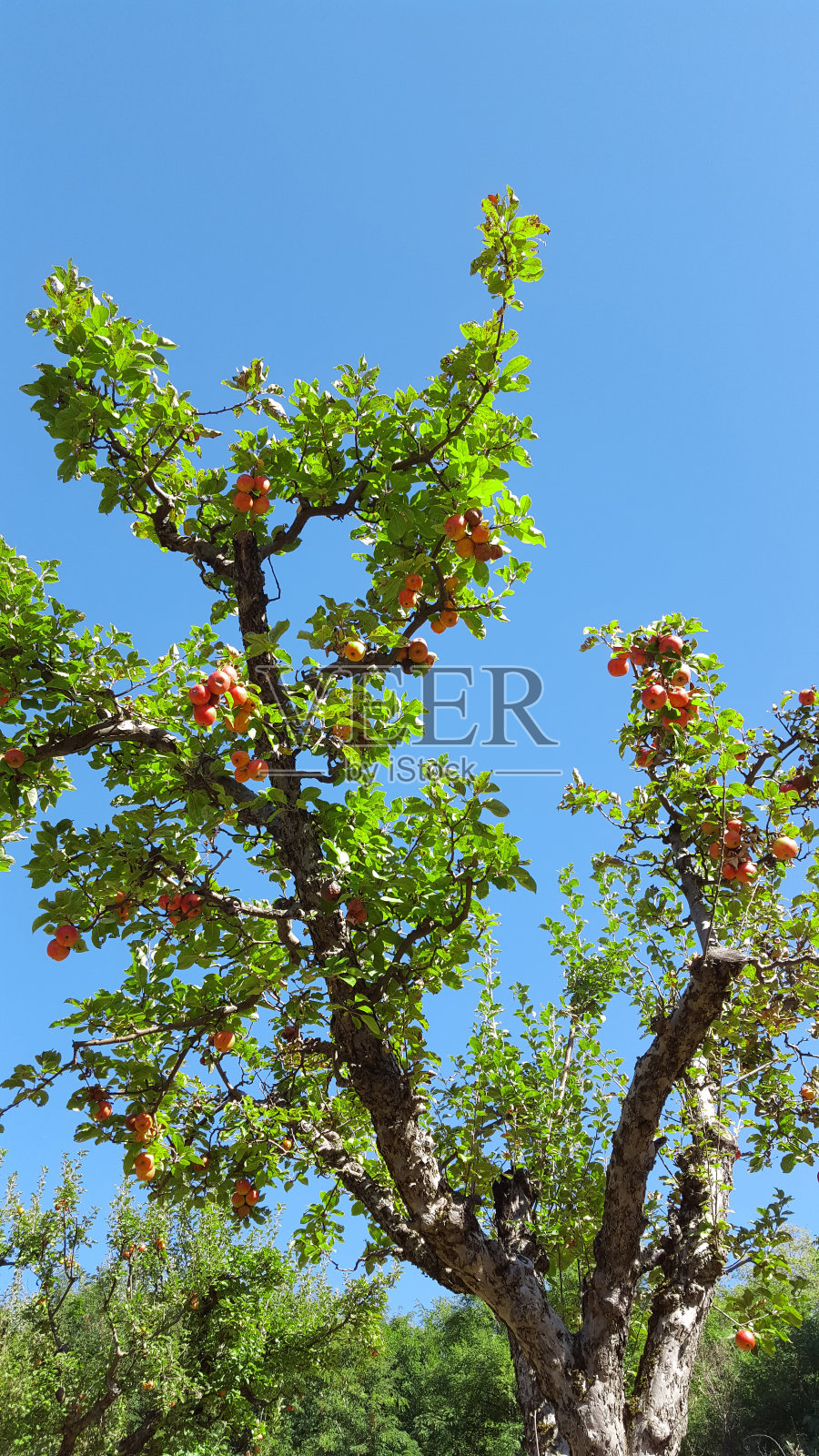 红熟苹果树照片摄影图片