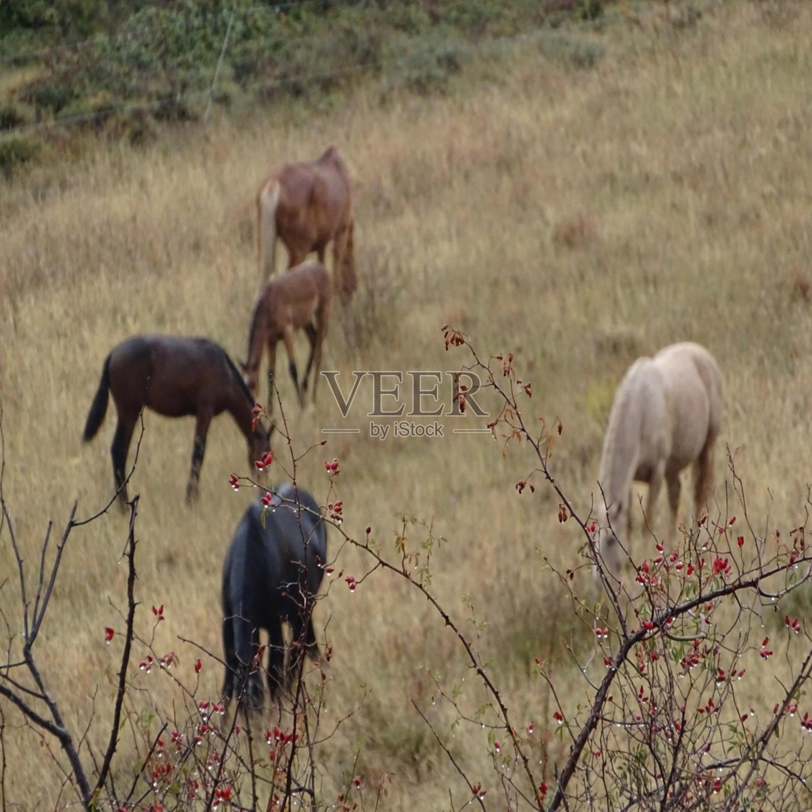马照片摄影图片