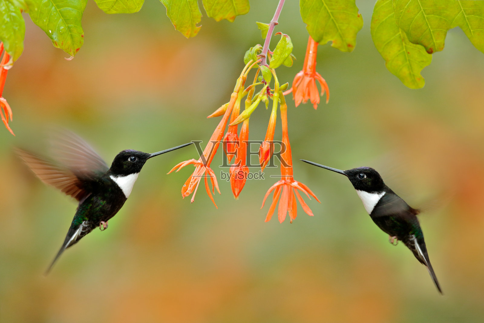 蜂鸟与花。有衣领的印加人，柯利格纳托夸塔，深绿色的黑白蜂鸟旁边飞着美丽的橙花，哥伦比亚。大自然的野生动物景象。照片摄影图片