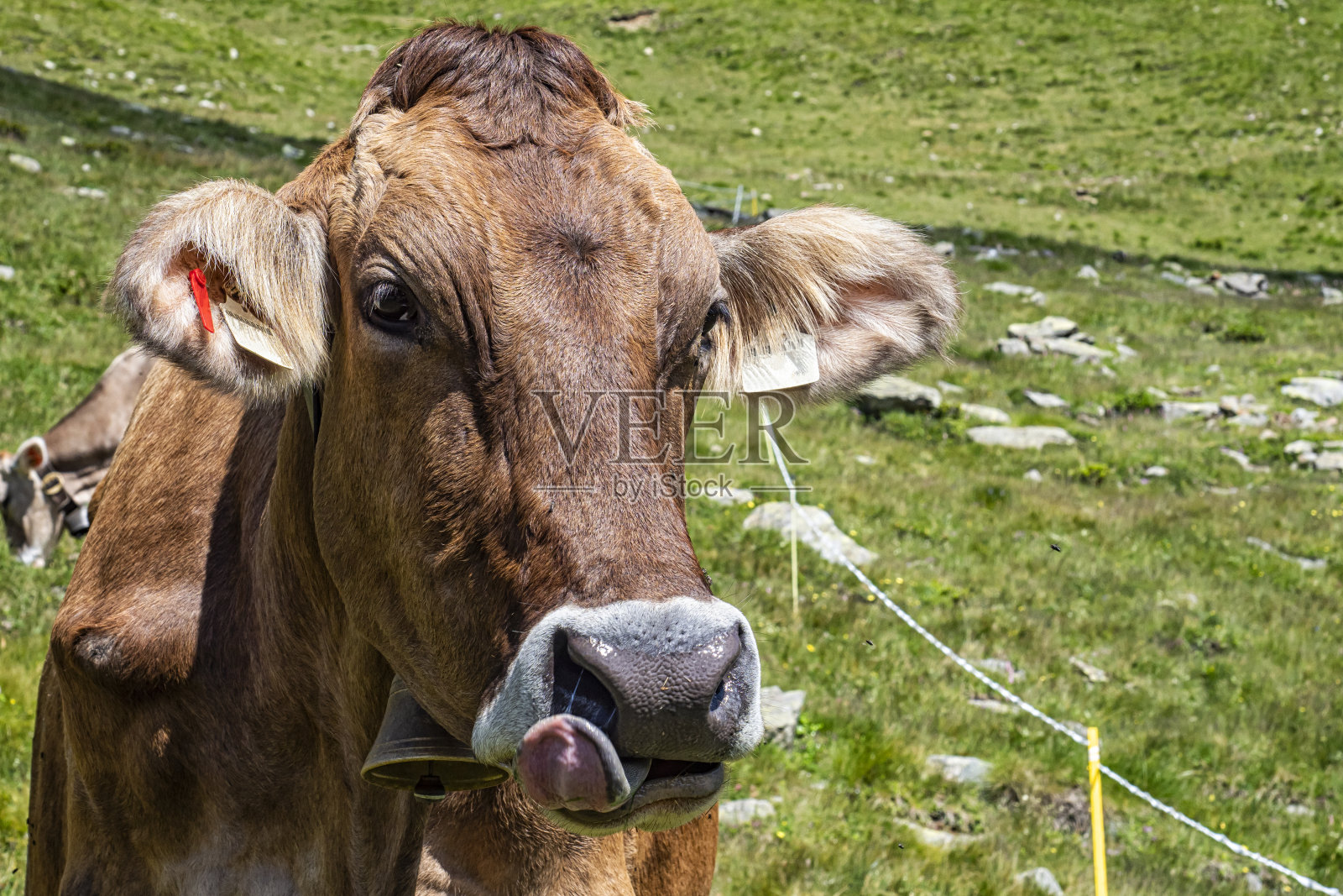 牛头的特写照片摄影图片