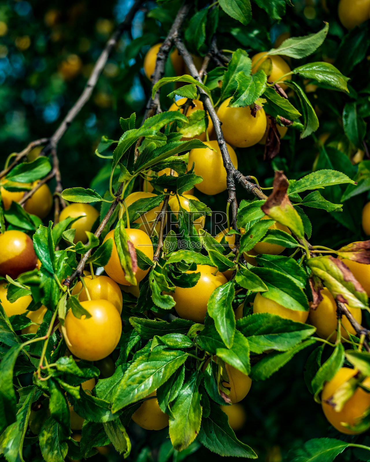 树枝上的黄李子照片摄影图片