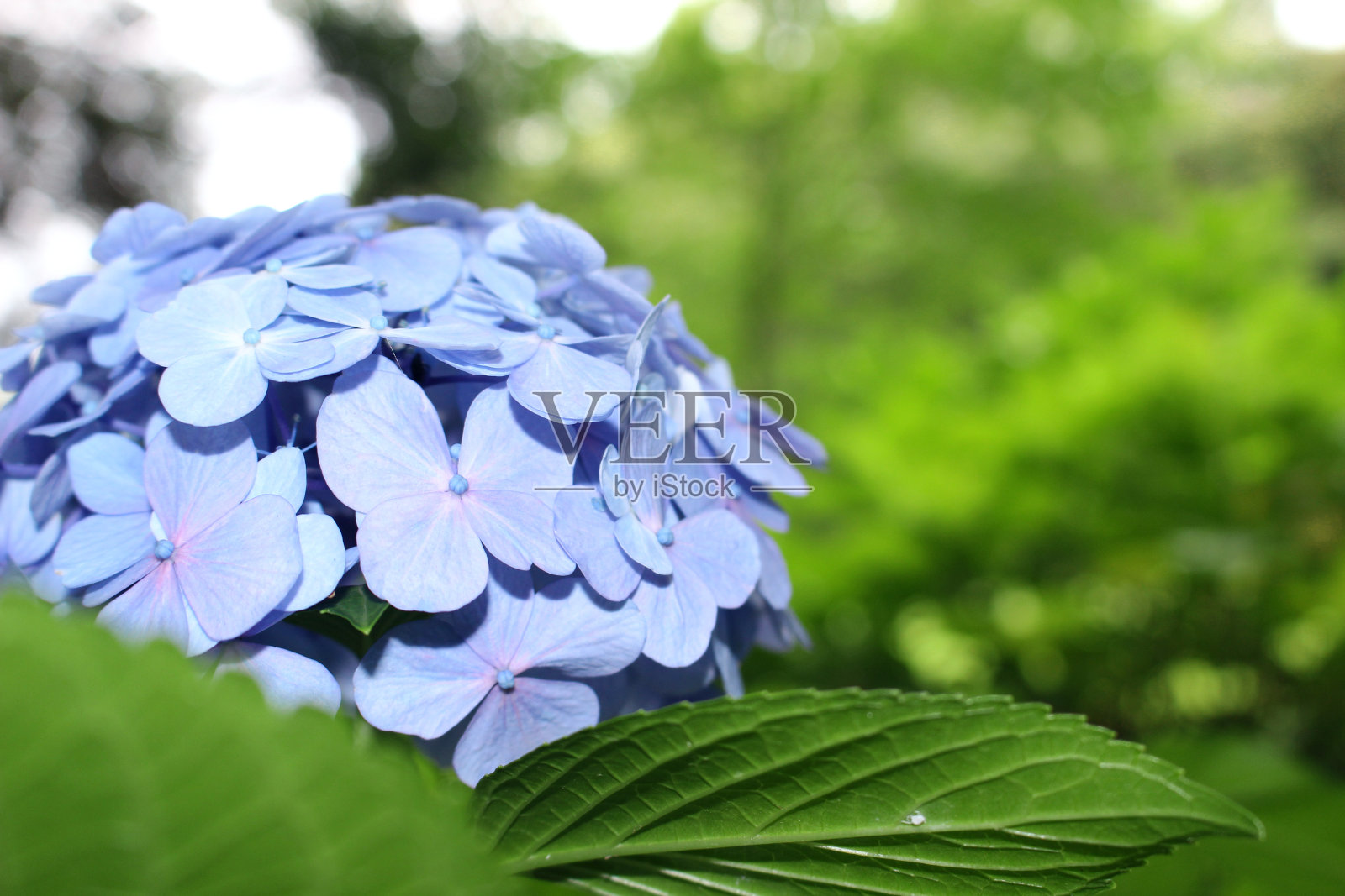 美丽的绣球花照片摄影图片