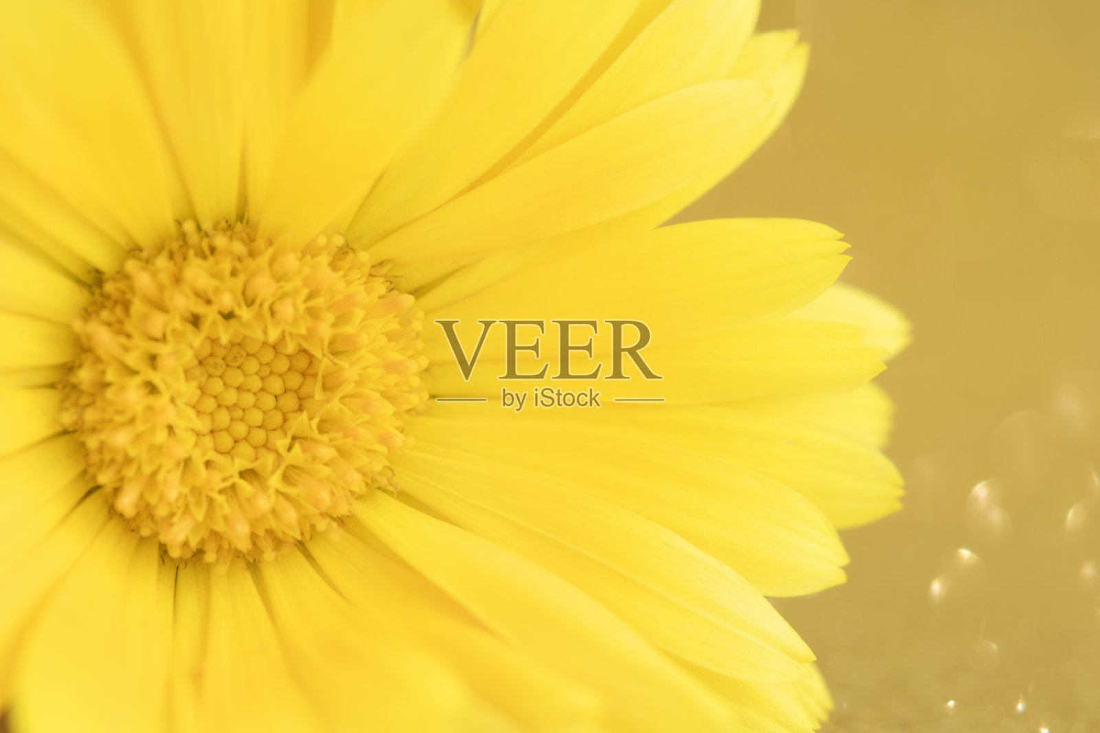 金盏花，金盏花或英国金盏花的近照。有选择性的重点。Concesion明信片,顺势疗法。本空间照片摄影图片