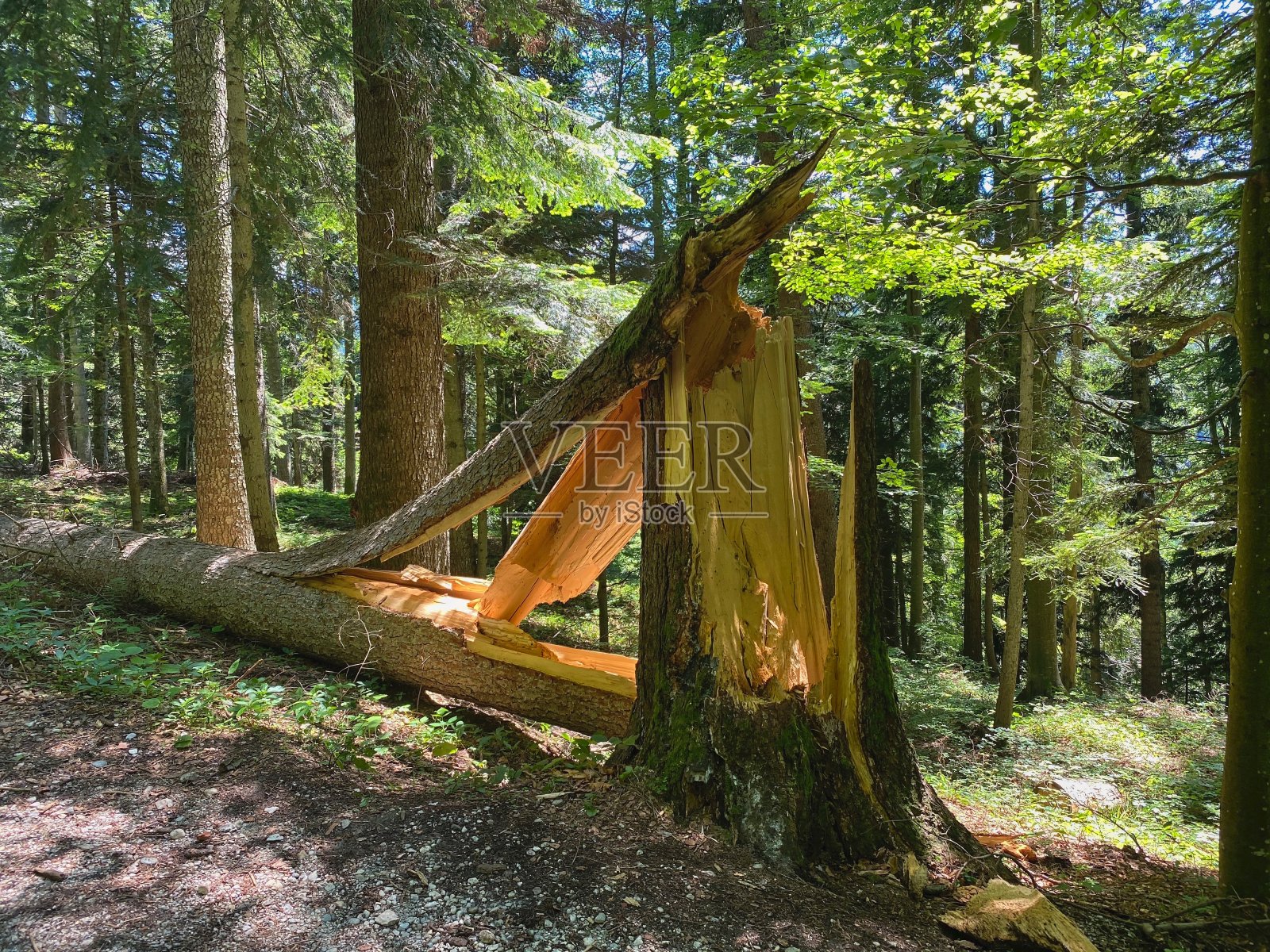 巴伐利亚阿尔卑斯山脉徒步旅行路上的一棵大树被折断了。照片摄影图片