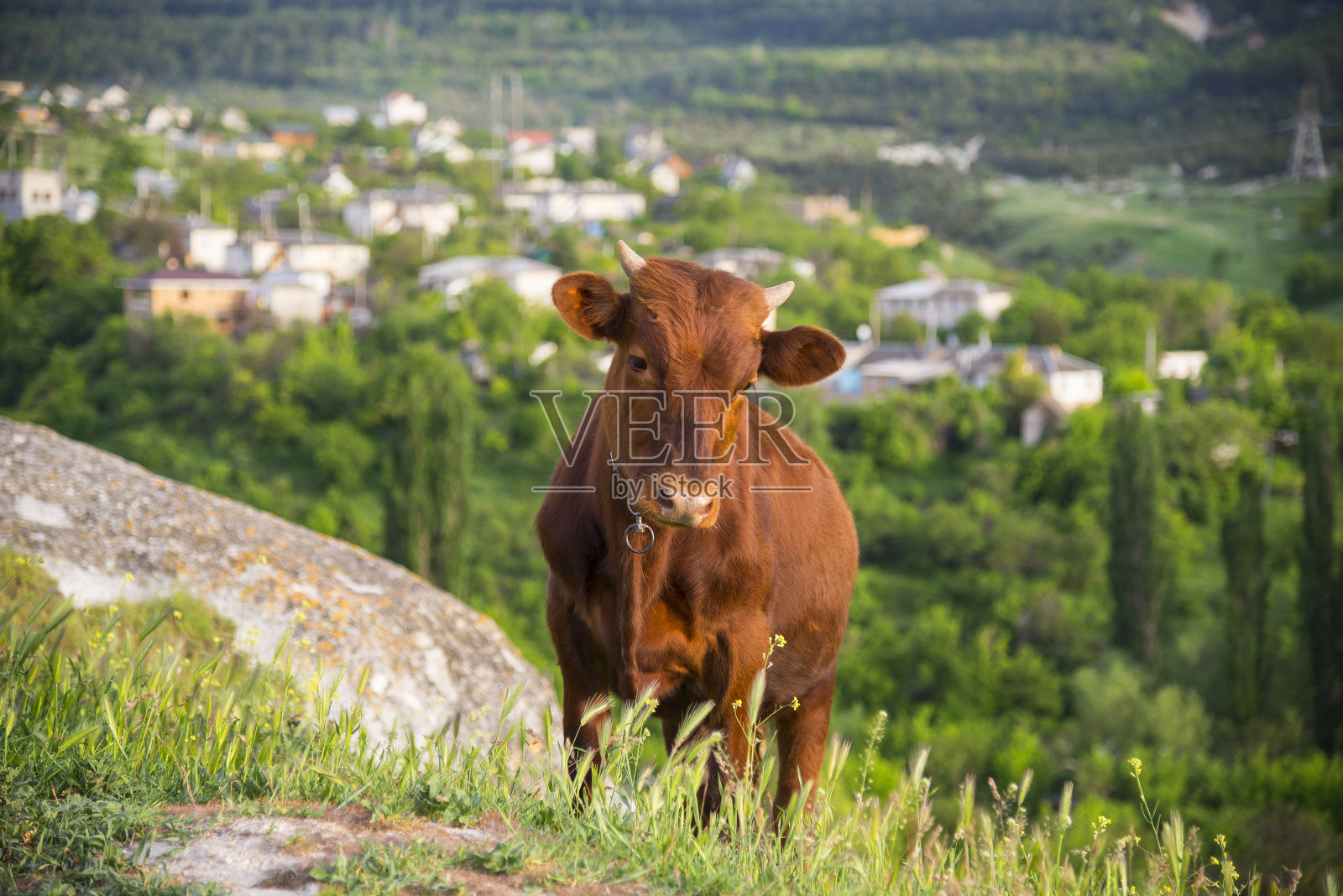 山上牧场上的小牛照片摄影图片