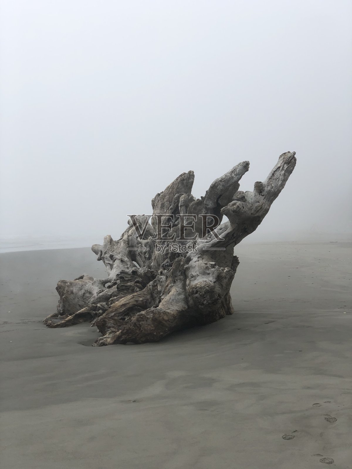 海边的浮木照片摄影图片