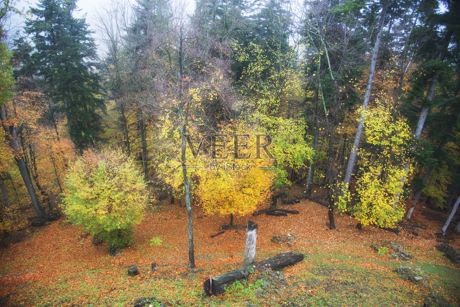 美丽的秋天的森林照片摄影图片