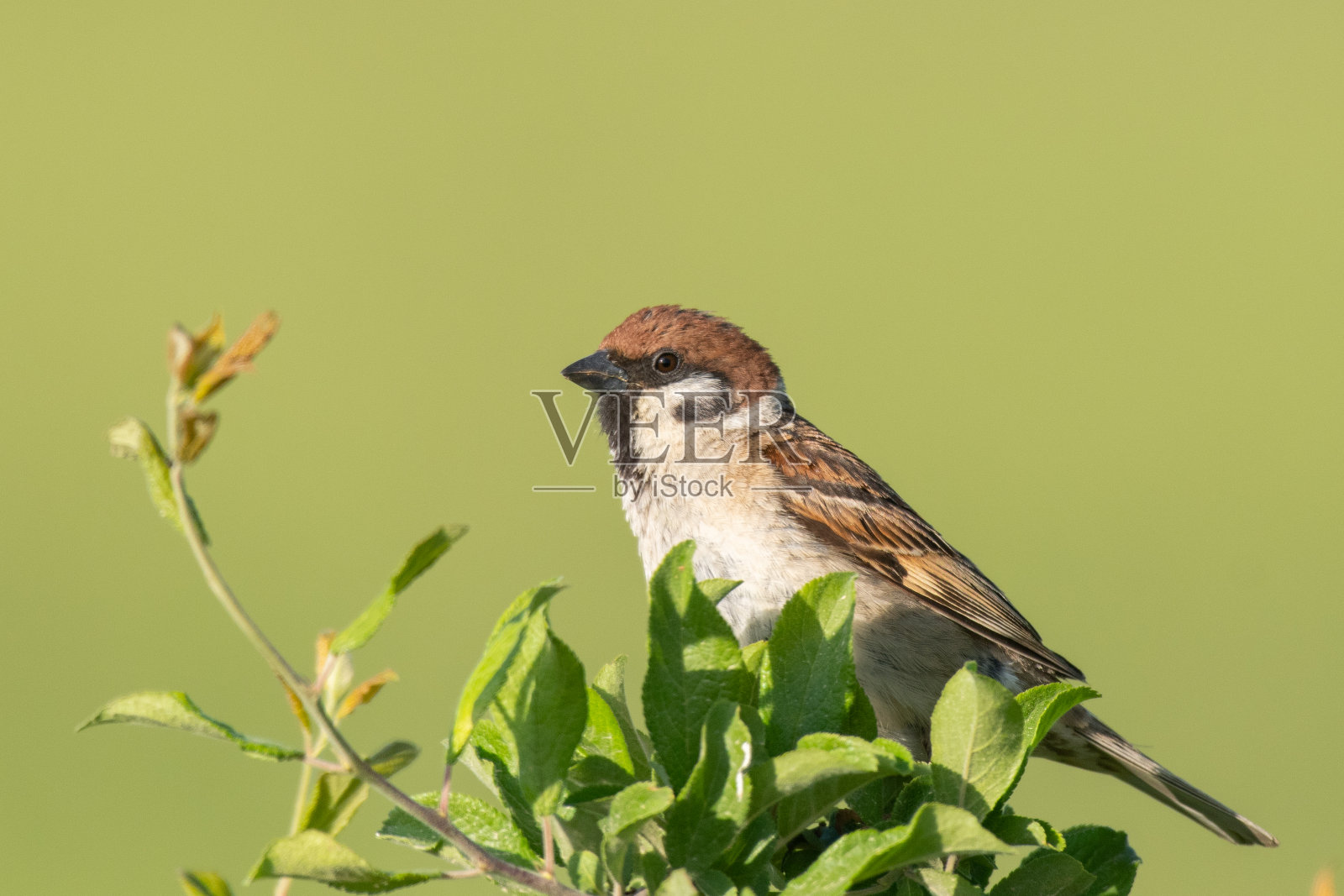 欧亚树雀，一种枝干上有绿色背景的彩色鸟照片摄影图片