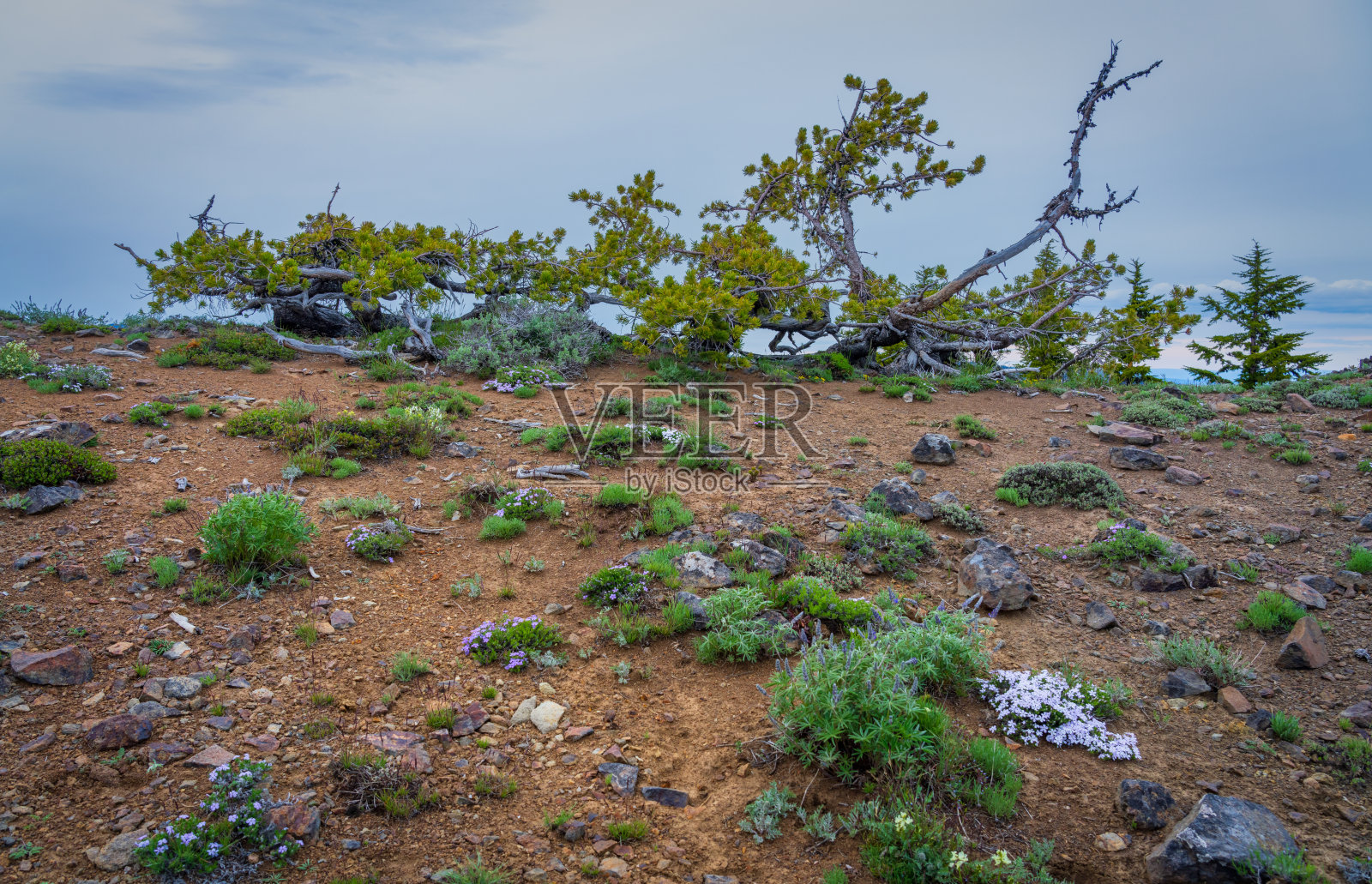 沿着燃烧山小径徒步旅行，喀斯喀特山脉，华盛顿州照片摄影图片