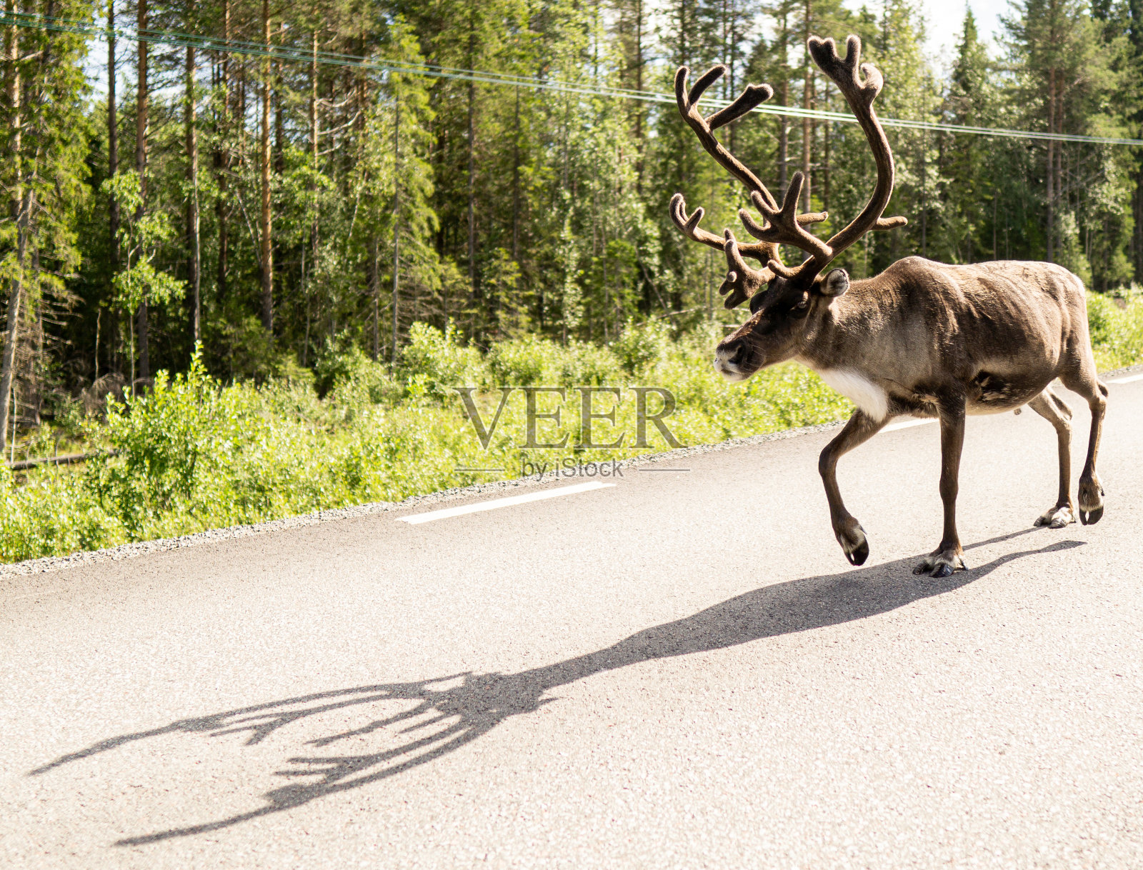 雷迪尔照片摄影图片