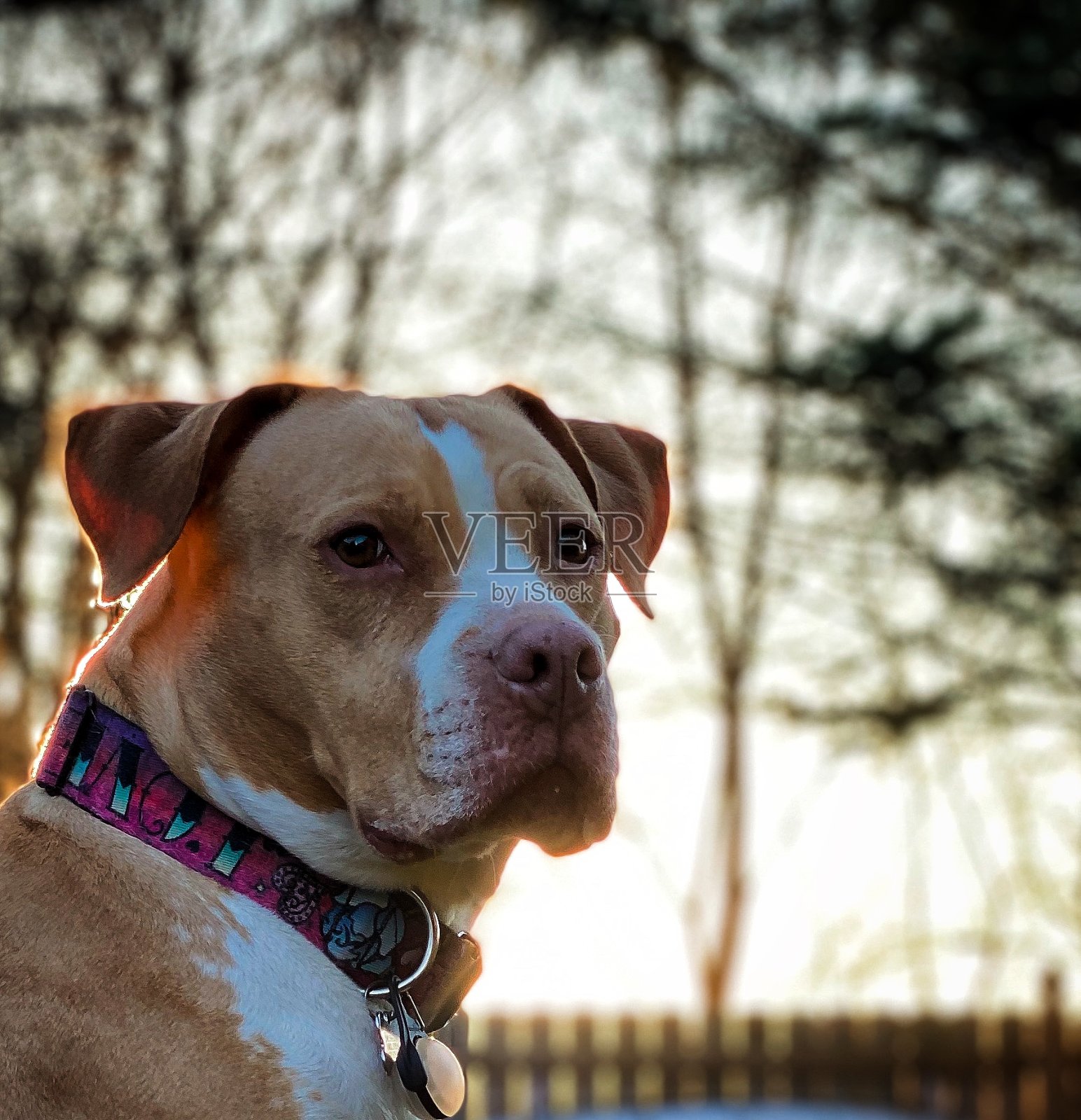 看门狗照片摄影图片