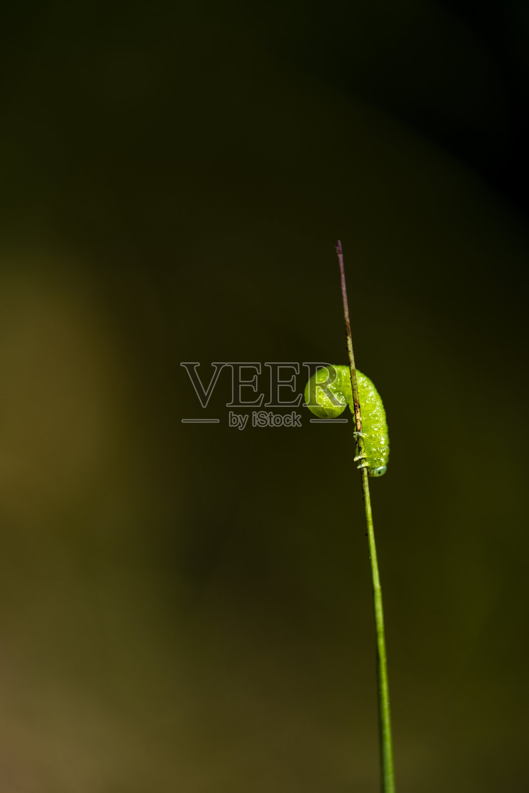 小绿毛虫照片摄影图片