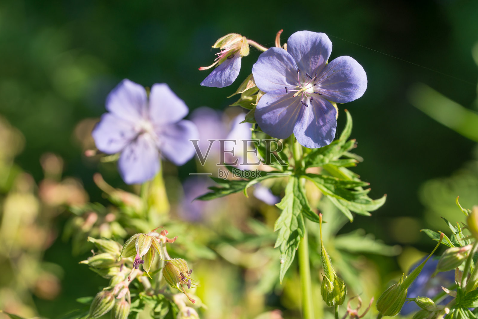天竺葵，草甸鹤嘴花特写选择焦点照片摄影图片