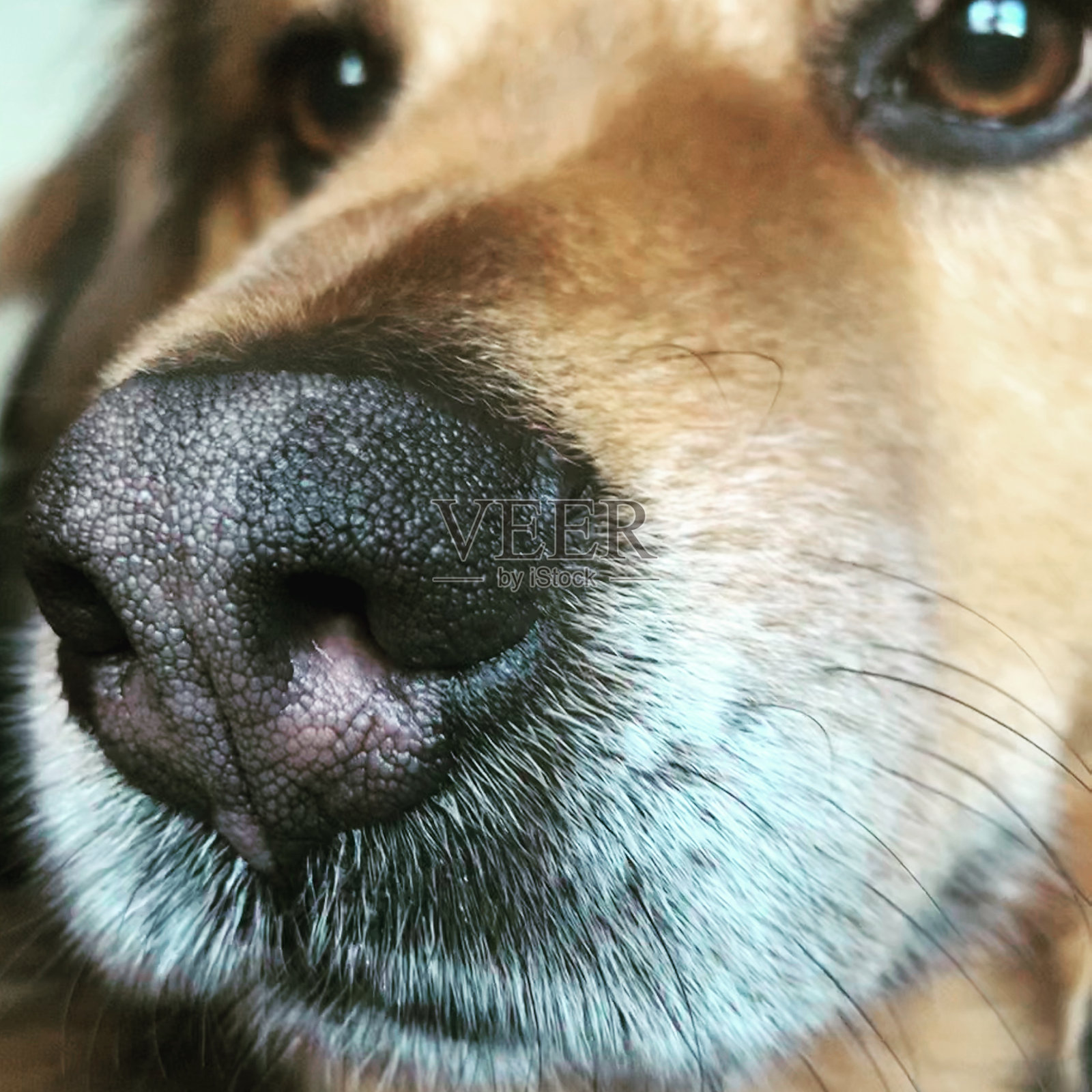 狗的鼻子照片摄影图片