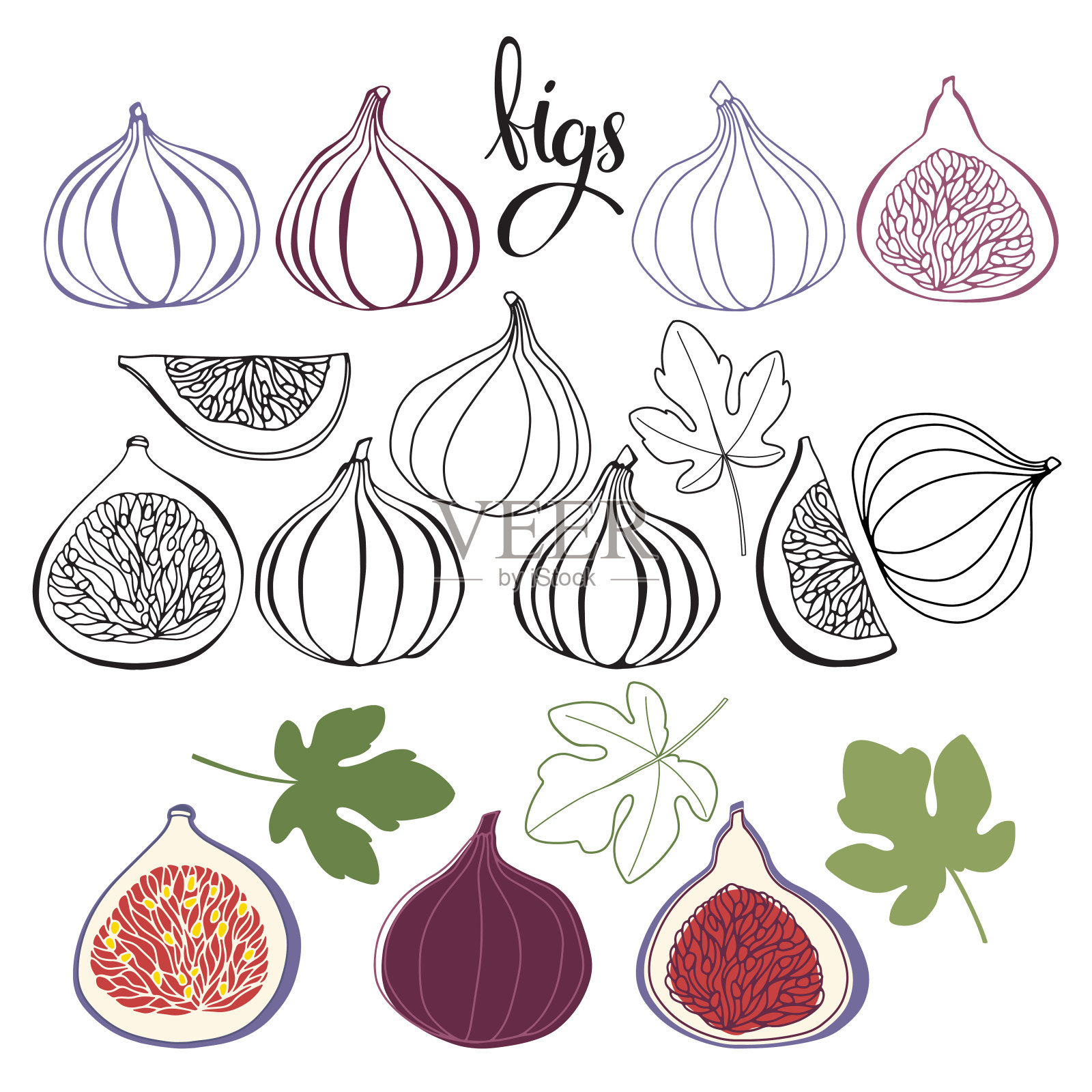 无花果。矢量手绘插图上的白色背景。用于设计的孤立元素的集合。插画图片素材